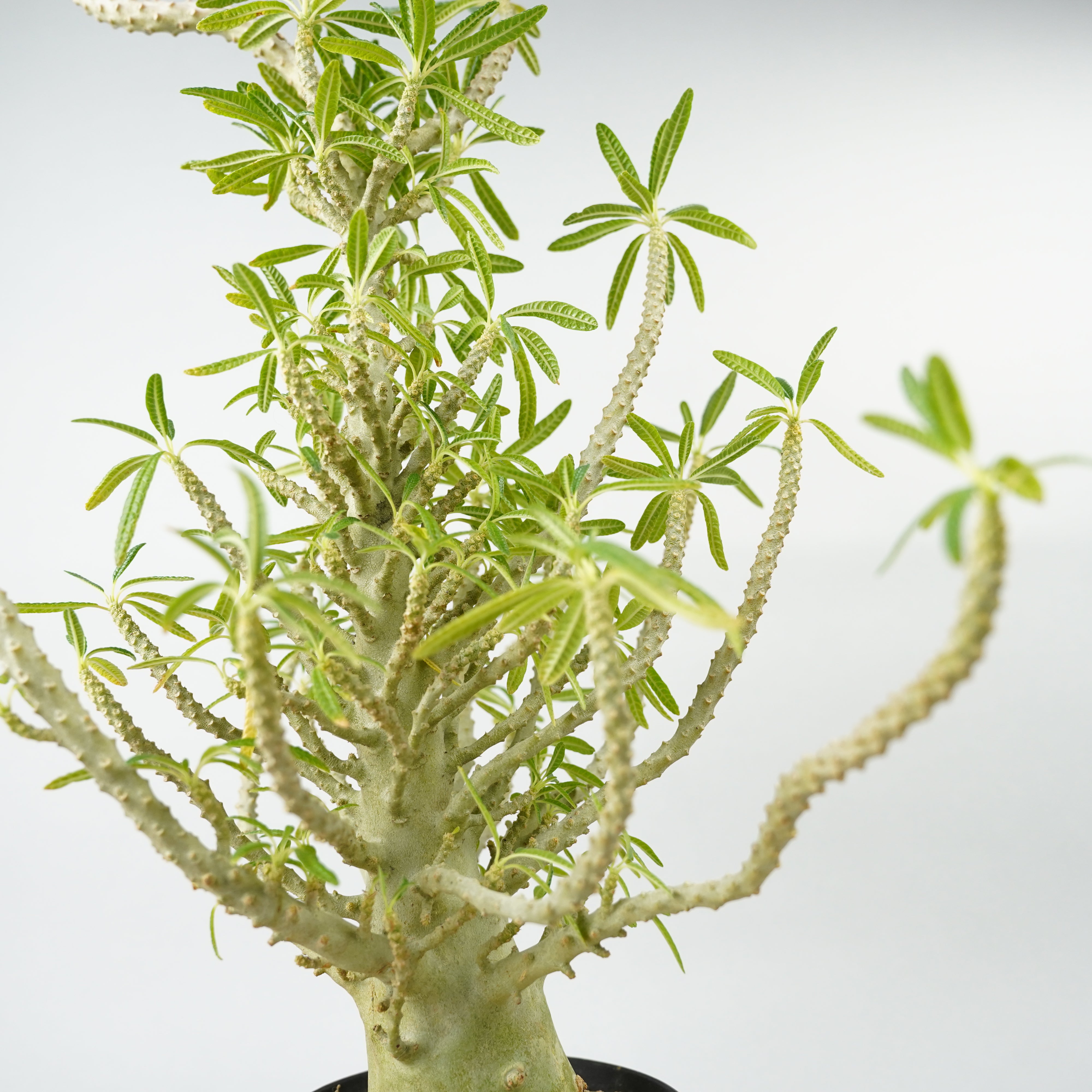 HACHI-8公式】ドルステニア・ギガス「Dorstenia gigas」/DL0195 – Hachi-8