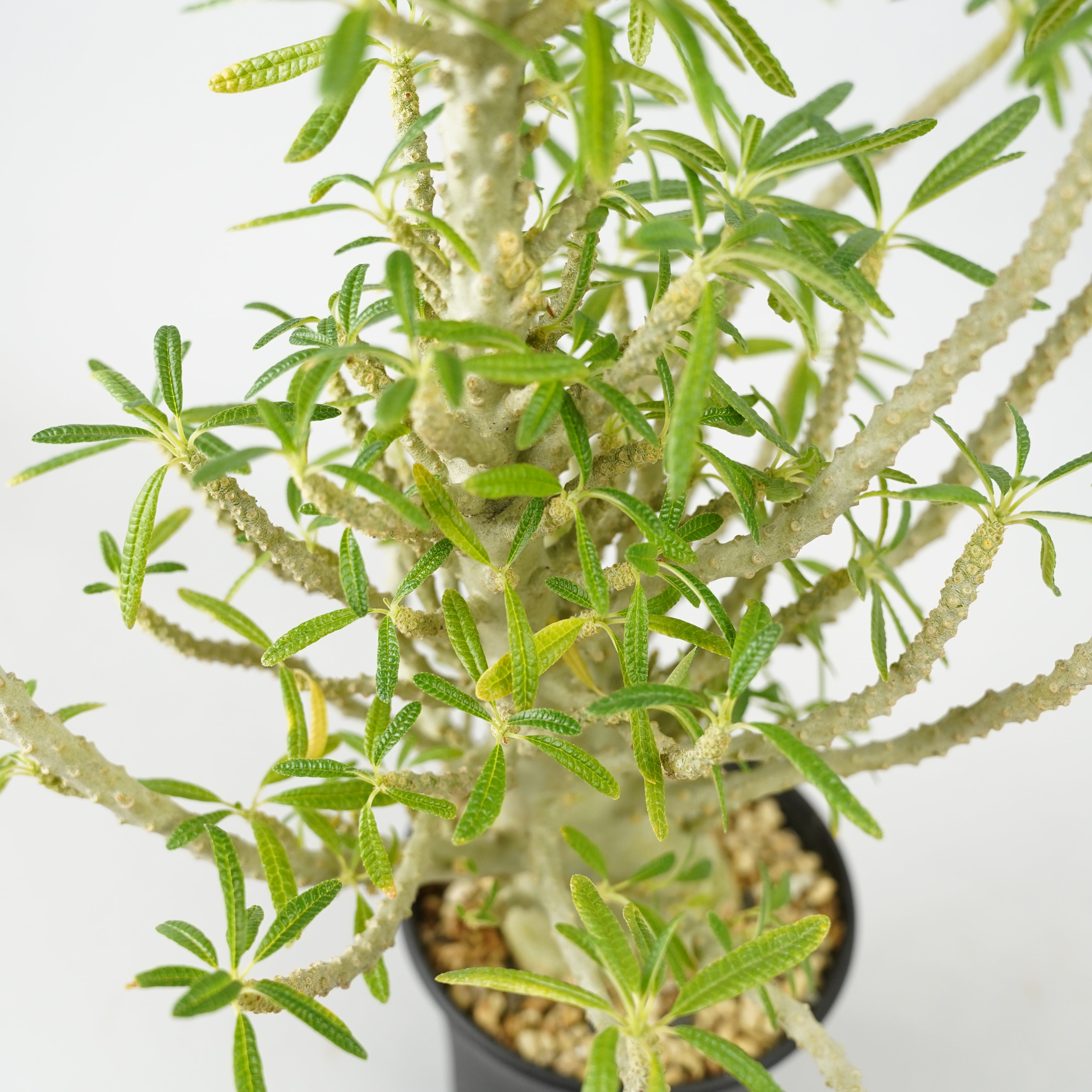 実生 ドルステニア ギガス (Dorstenia gigs) ドルステニア ギガス☆Dorstenia gigas☆実生 ずんぐり型☆根本幅26mm