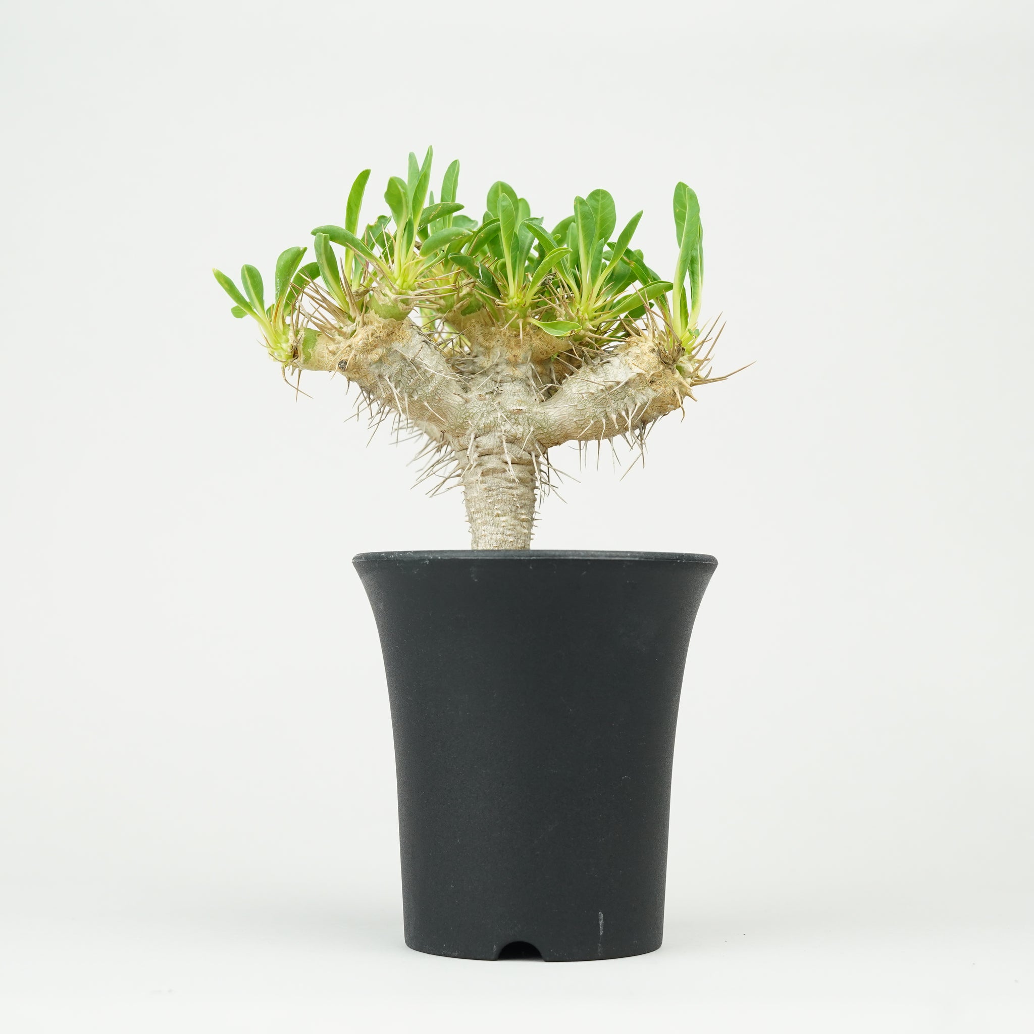 ユーフォルビア・ギラウミニアナ「Euphorbia guillauminiana」/EU0395