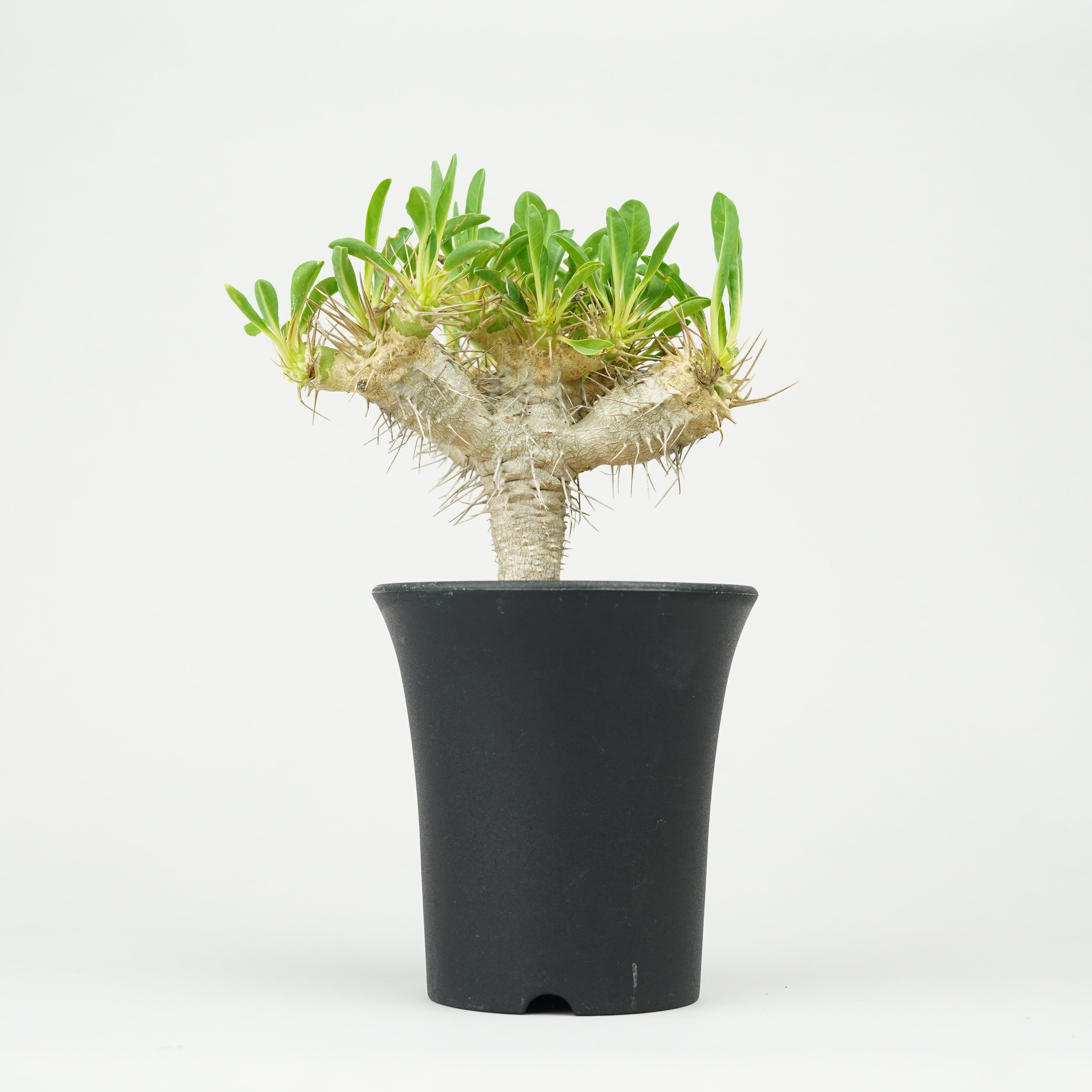 ユーフォルビア/ギラウミニアナ – Hachi-8