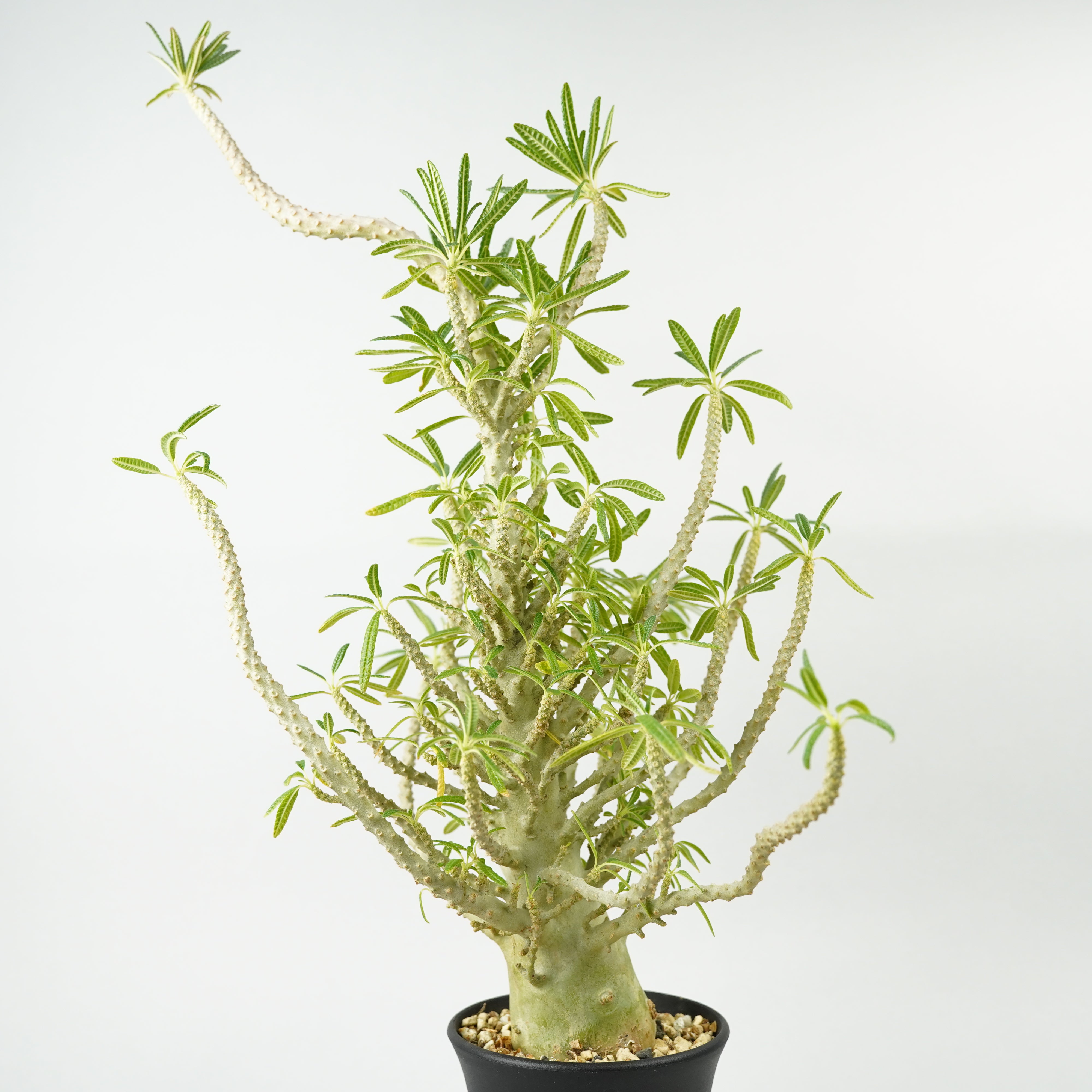 人気　　ドルステニア　ギガスブラータ　実生 Secret Bazaar | _ 『 ドルステニア・ギガス ブラータ ブルーリーフ