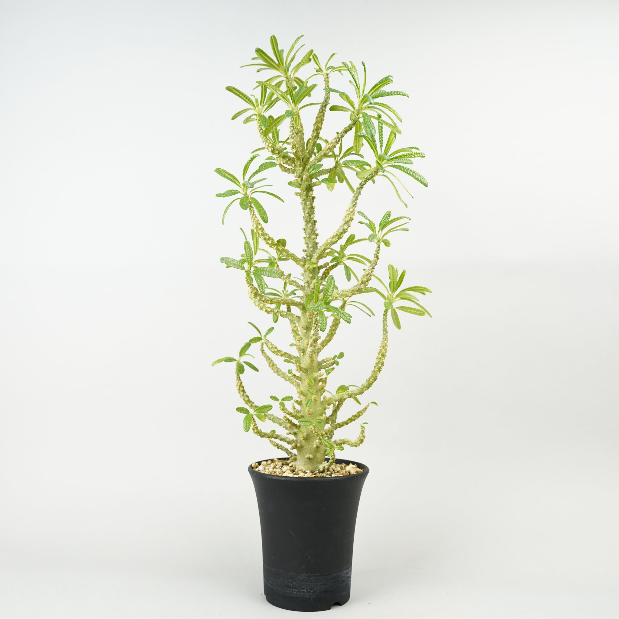 ドルステニア・ギガス ブラータ「Dorstenia gigas f. bullata」/DL0038