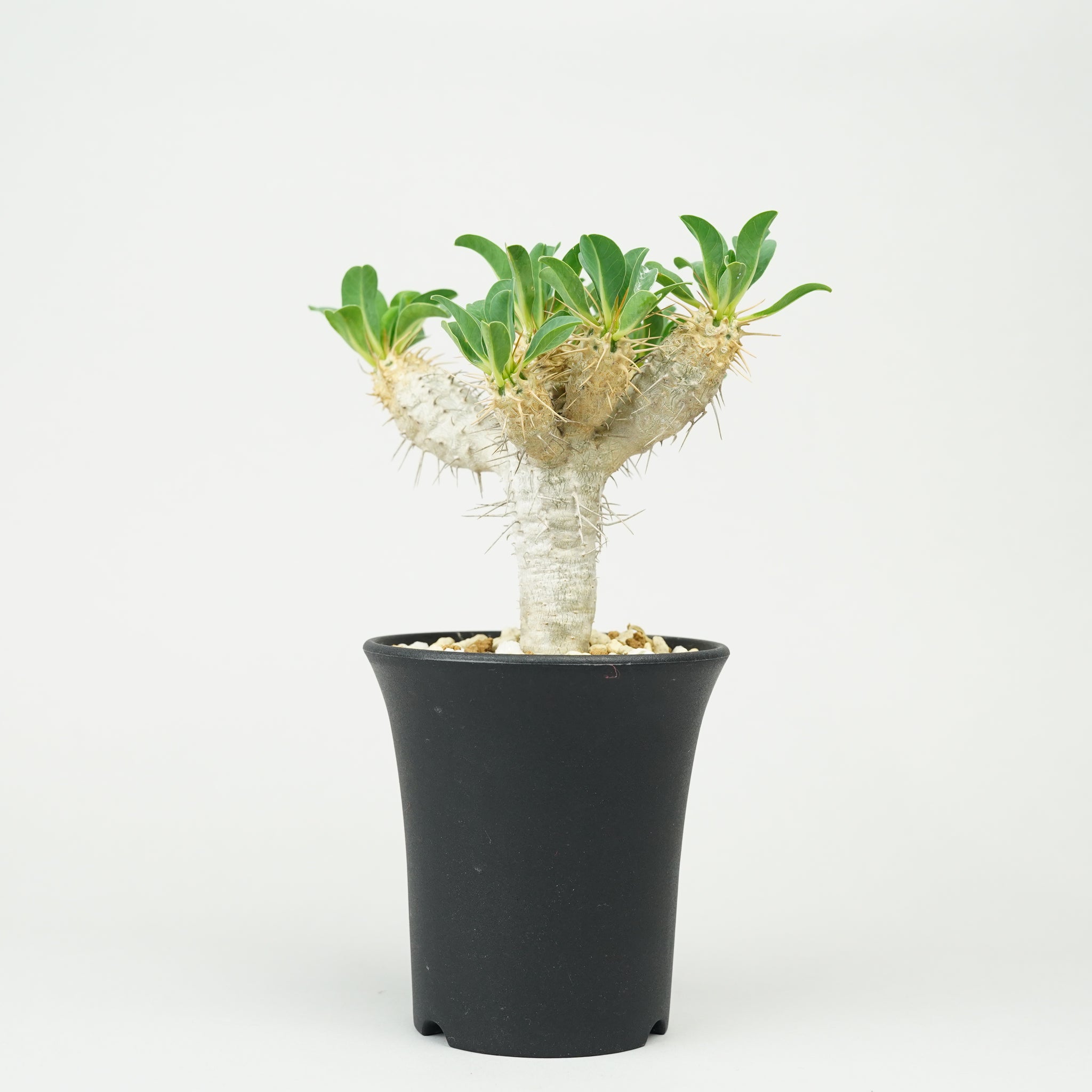 ユーフォルビア・ギラウミニアナ「Euphorbia guillauminiana」/EU0386
