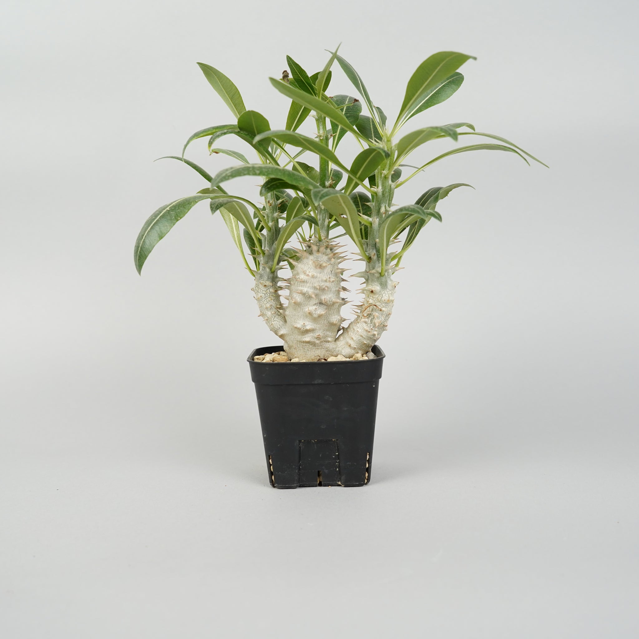 パキポディウム デンシフローラム　Pachypodium densiflorum/PA0019