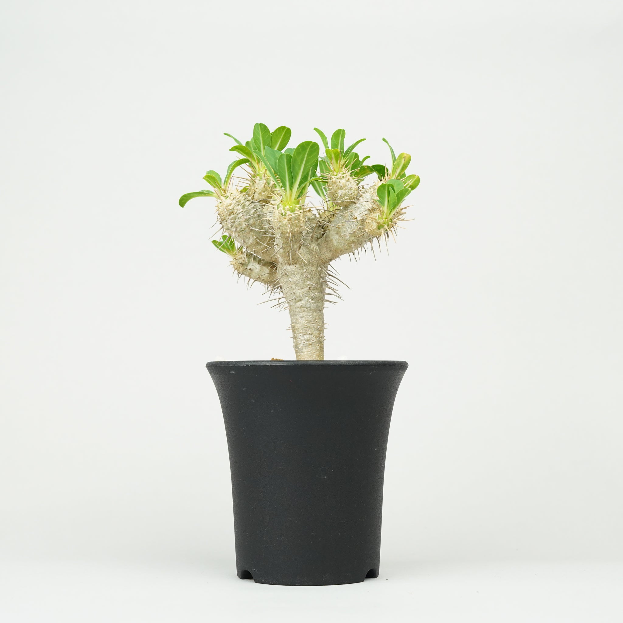 ユーフォルビア・ギラウミニアナ「Euphorbia guillauminiana」/EU0397