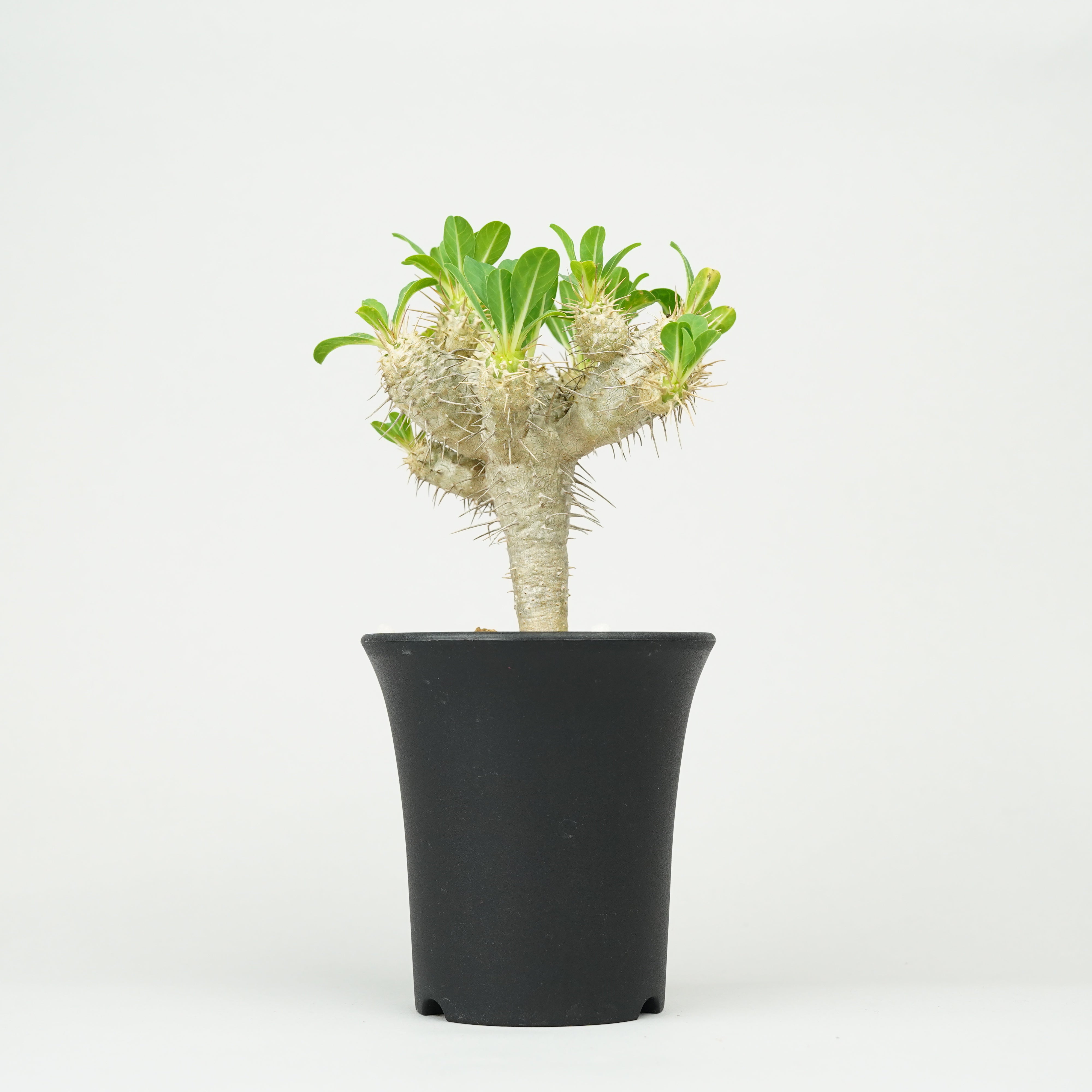 植物/ユーフォルビア – Hachi-8