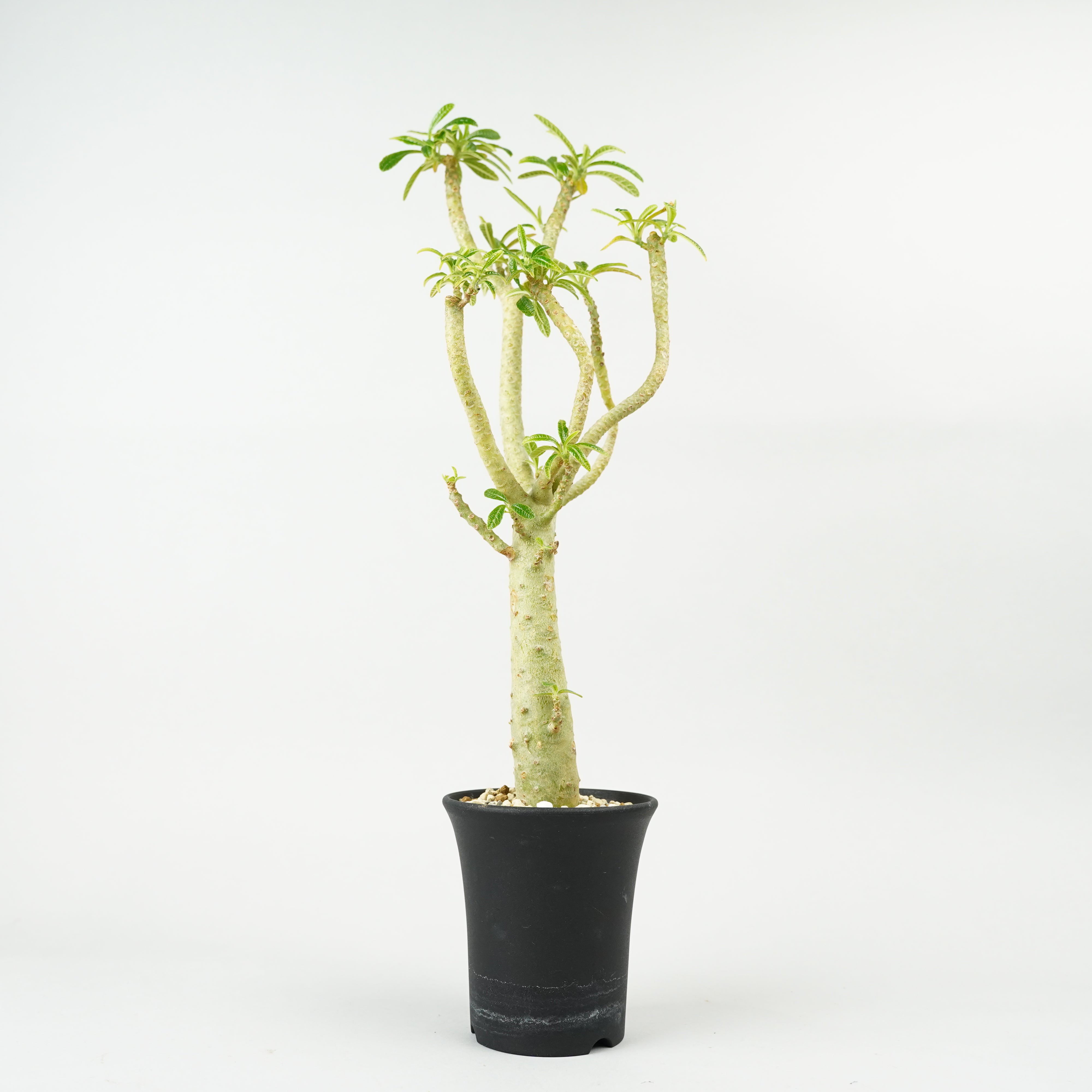 ドルステニア/ギガス – Hachi-8