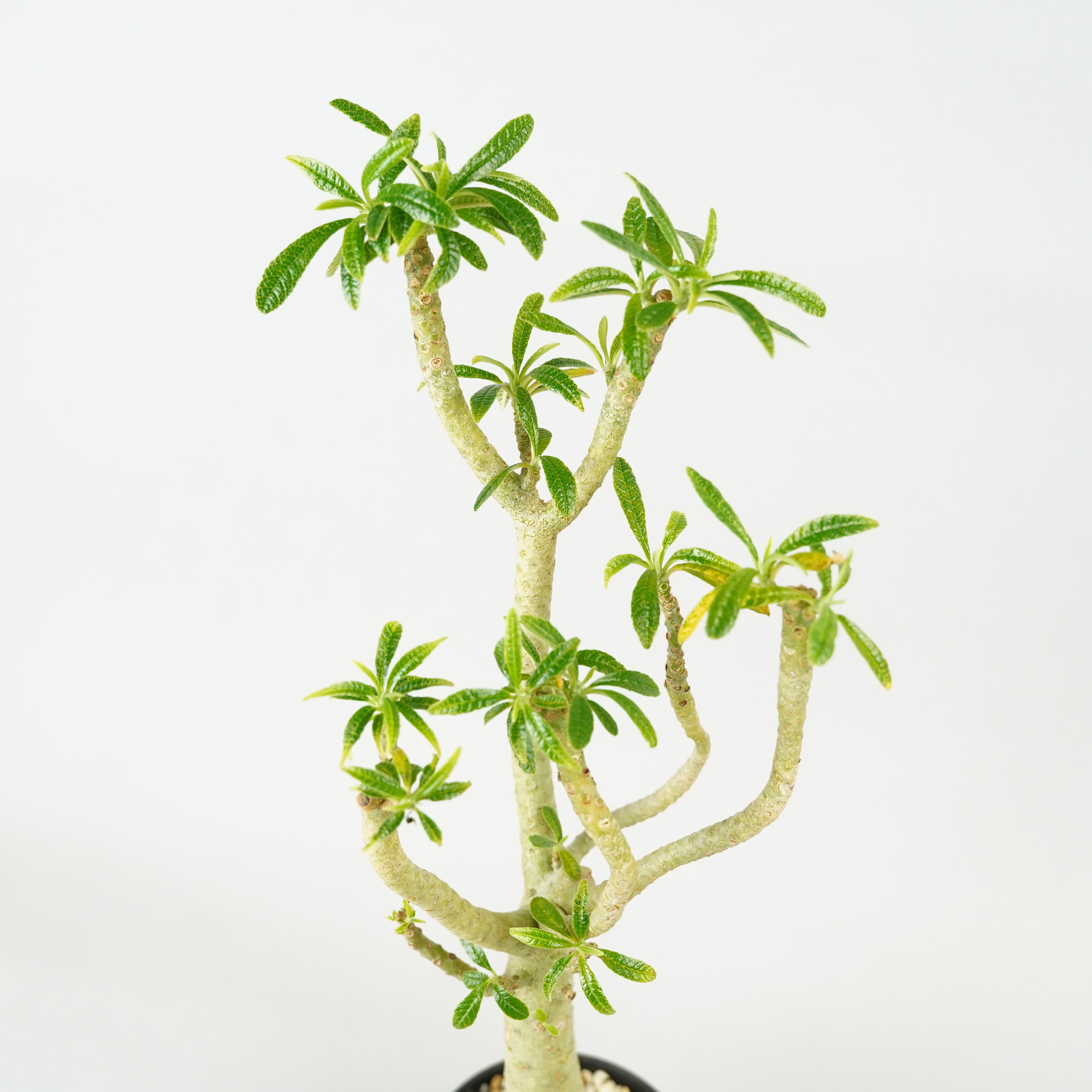 ドルステニア　ギガス HACHI-8公式】ドルステニア・ギガス「Dorstenia gigas」/DL0195