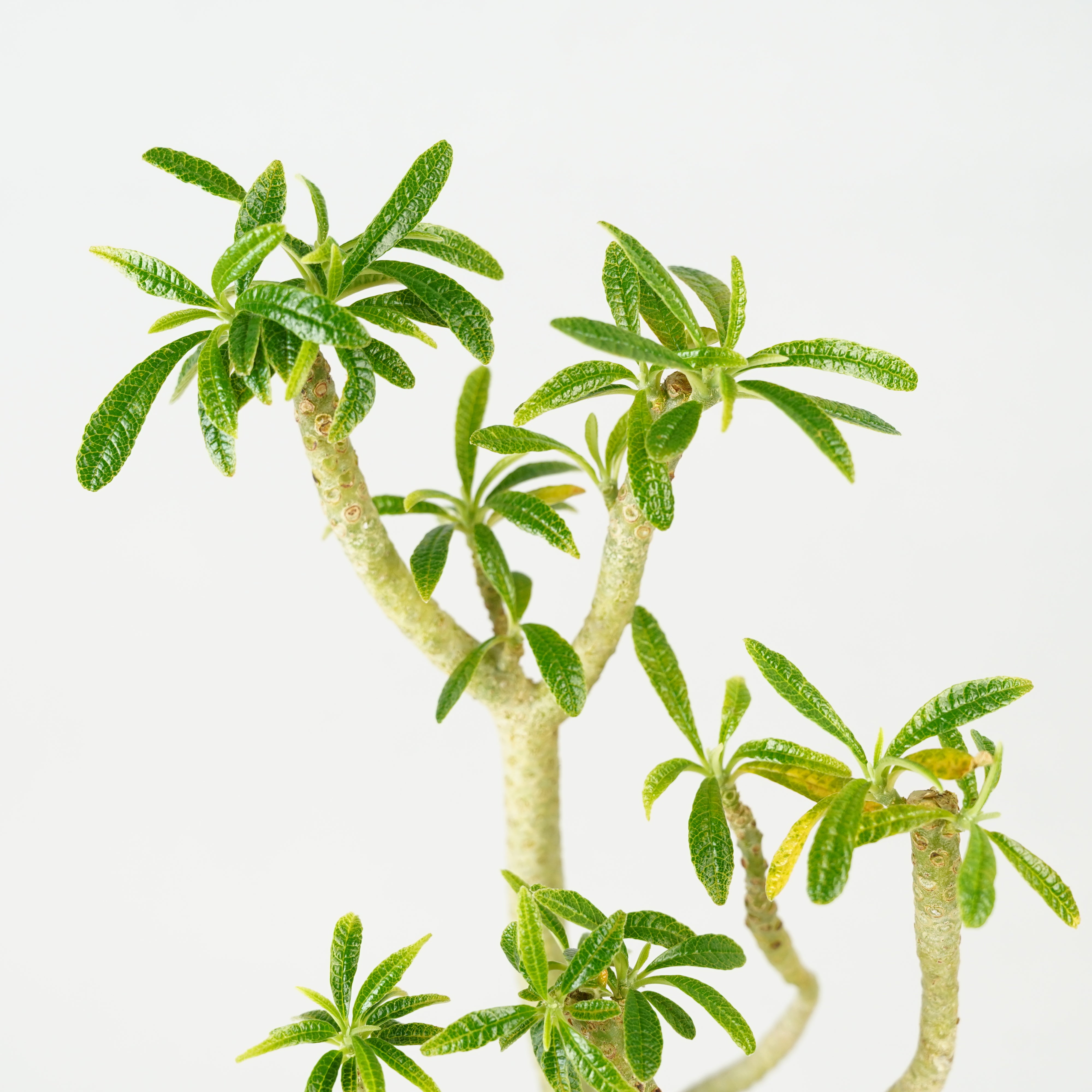 HACHI-8公式】ドルステニア・ギガス「Dorstenia gigas」/DL0195 – Hachi-8