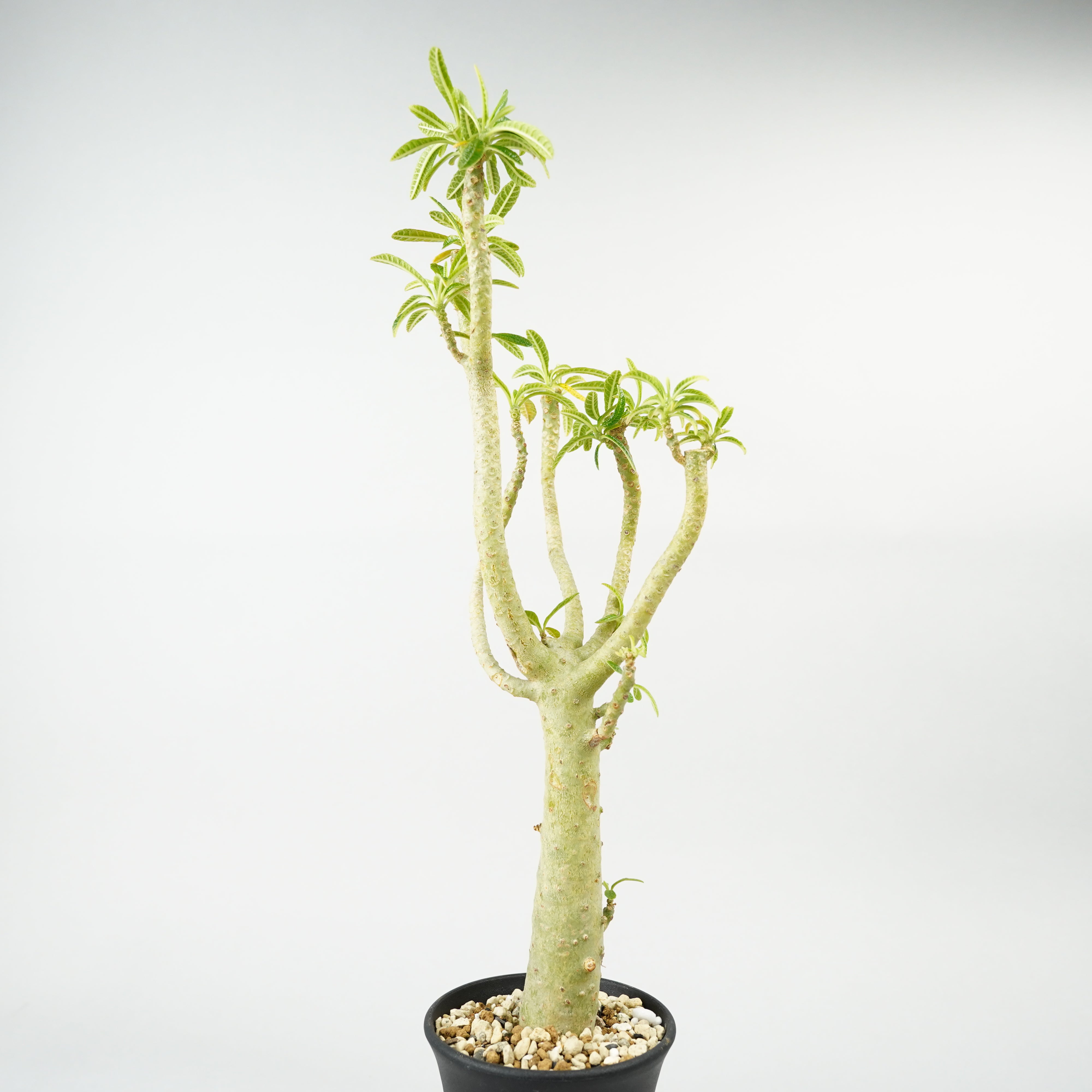 HACHI-8公式】ドルステニア・ギガス「Dorstenia gigas」/DL0195 – Hachi-8