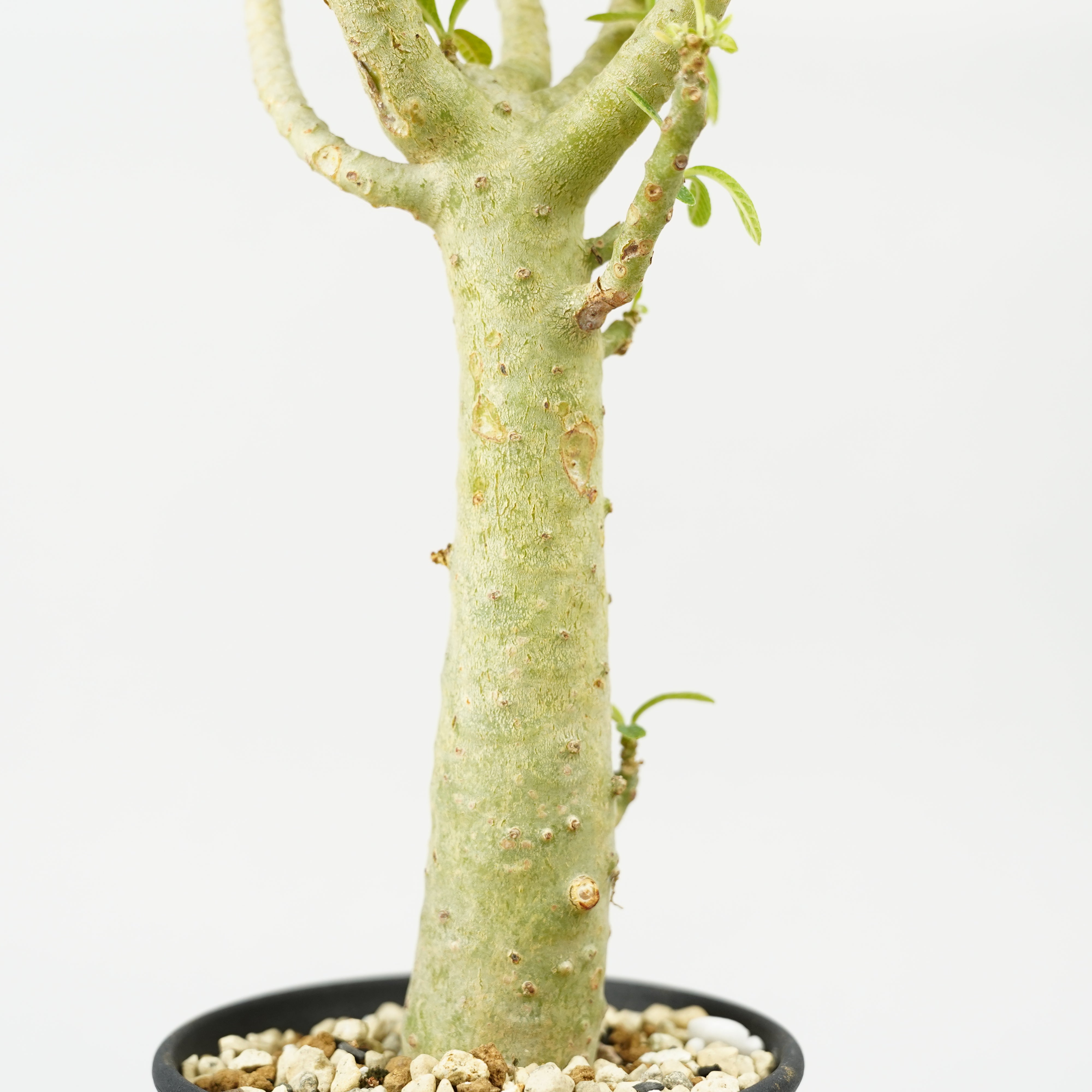 ドルステニア　ギガス HACHI-8公式】ドルステニア・ギガス「Dorstenia gigas」/DL0195