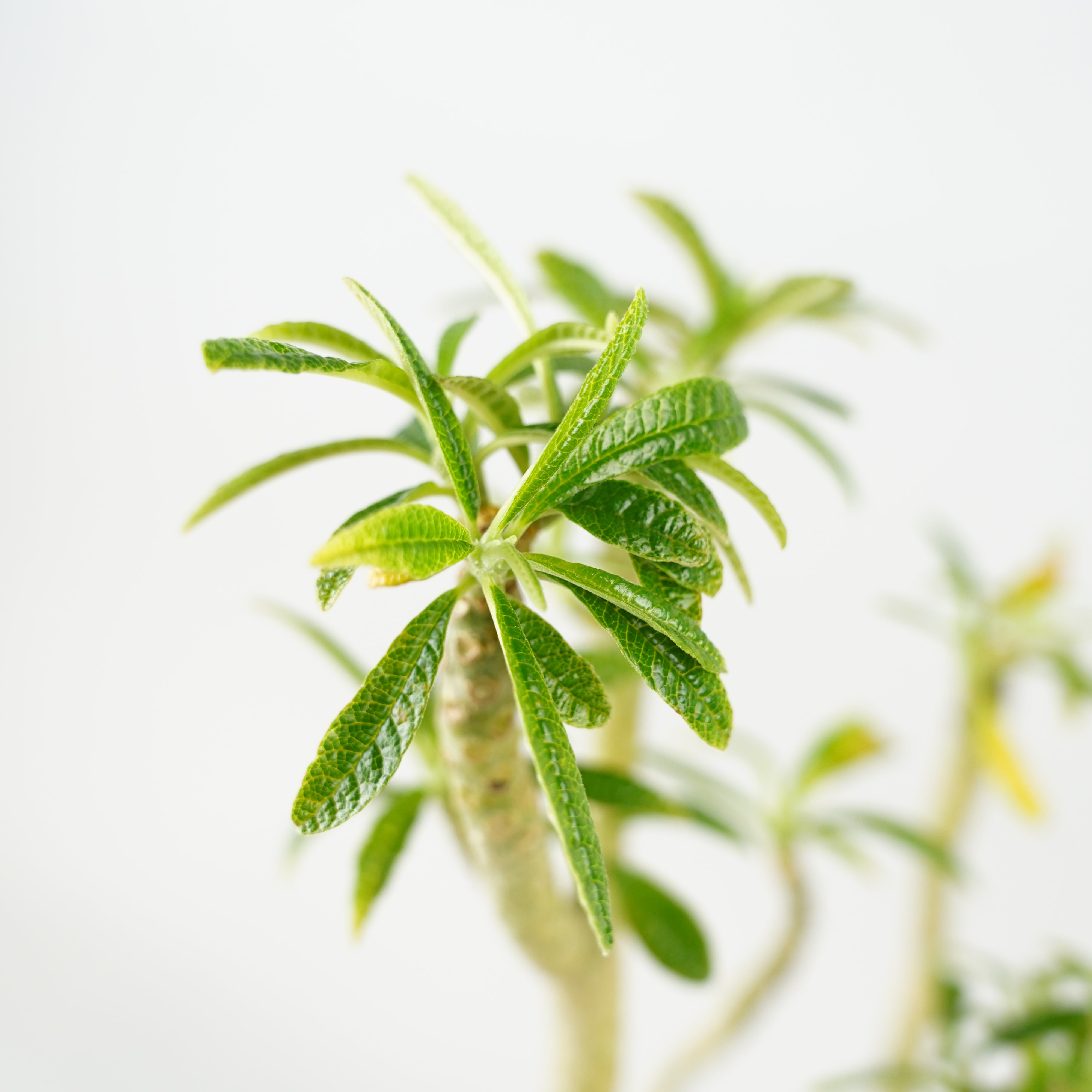 HACHI-8公式】ドルステニア・ギガス「Dorstenia gigas」/DL0195