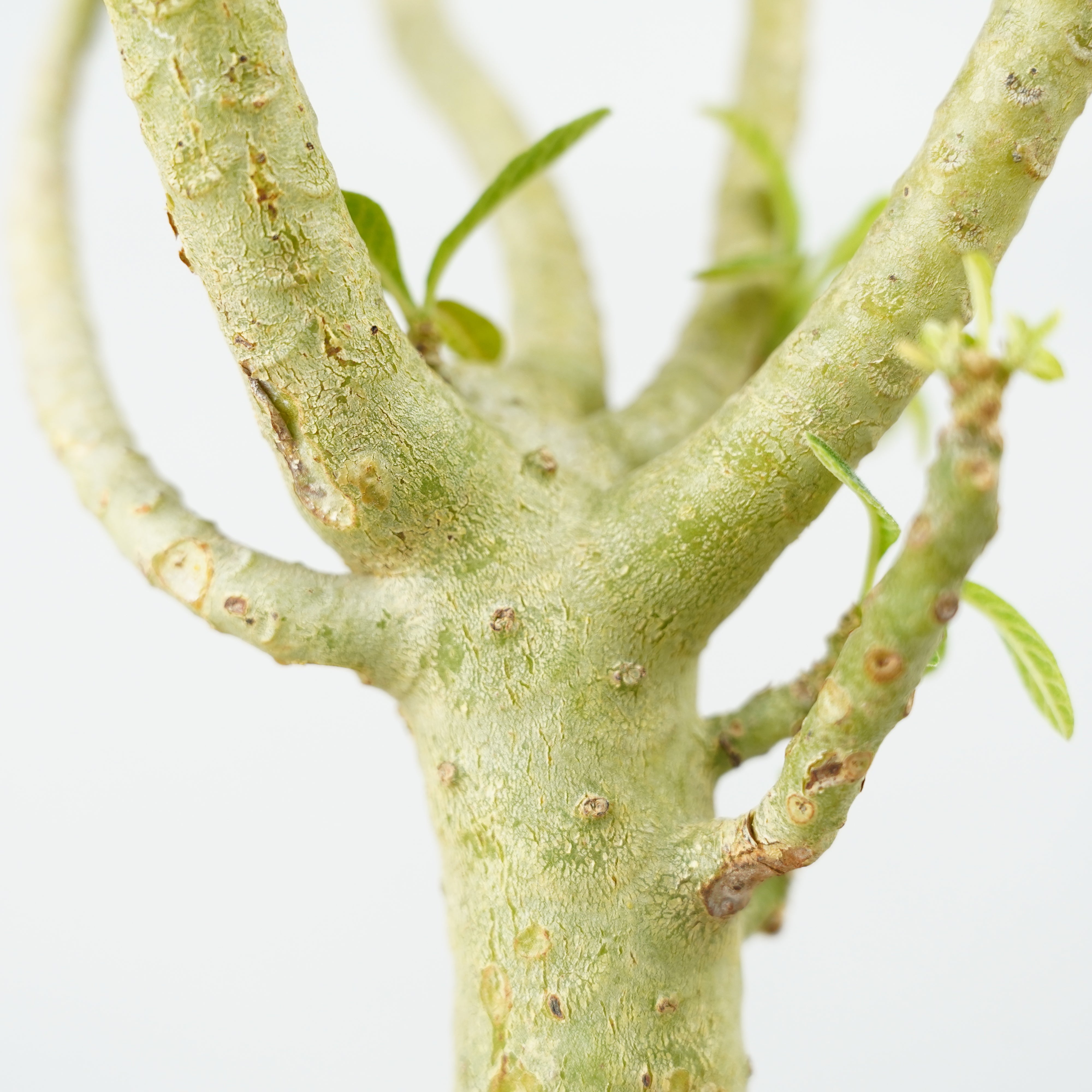 HACHI-8公式】ドルステニア・ギガス「Dorstenia gigas」/DL0195 – Hachi-8