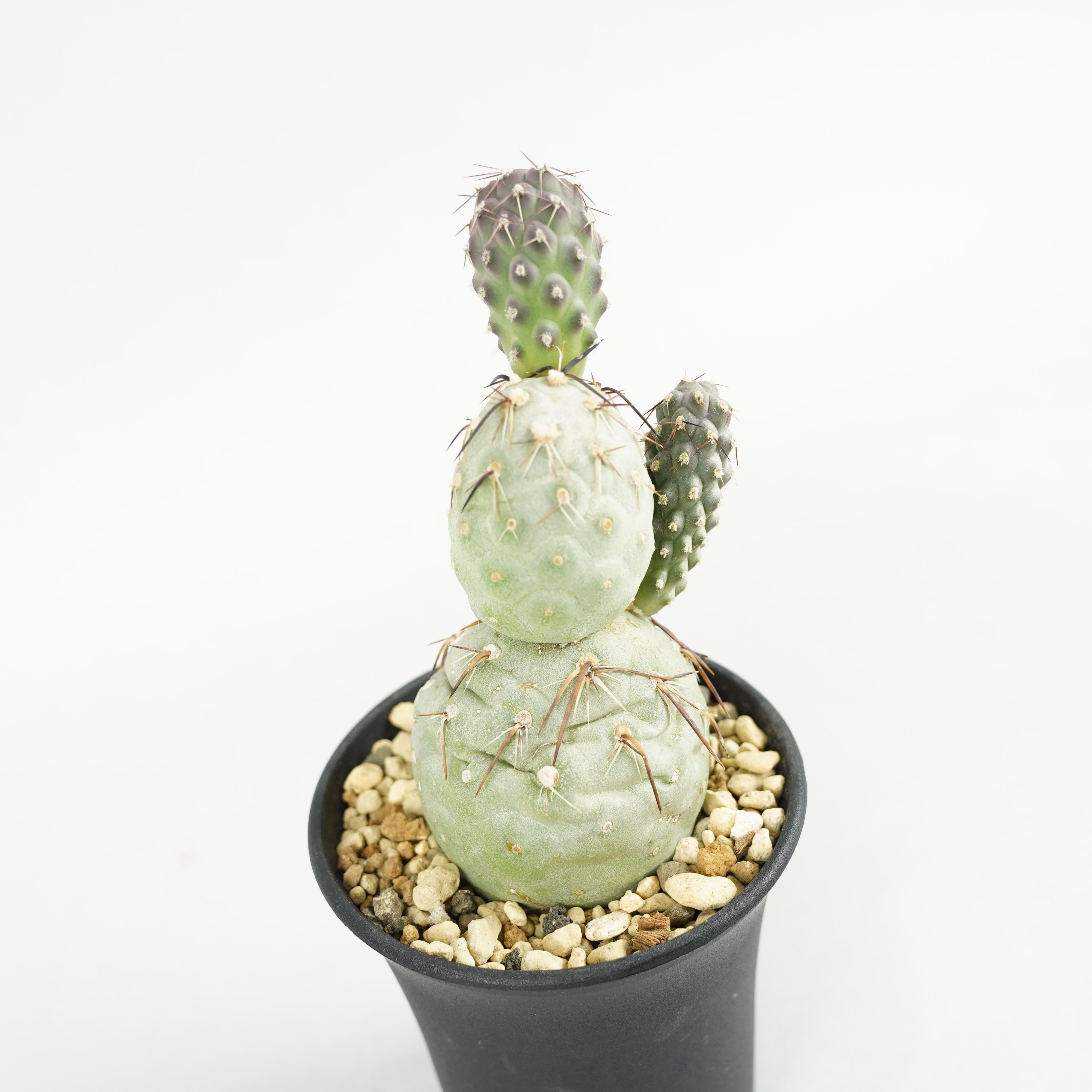 テフロカクタス・アレキサンデリー「Tephrocactus alexanderi」/CA0207