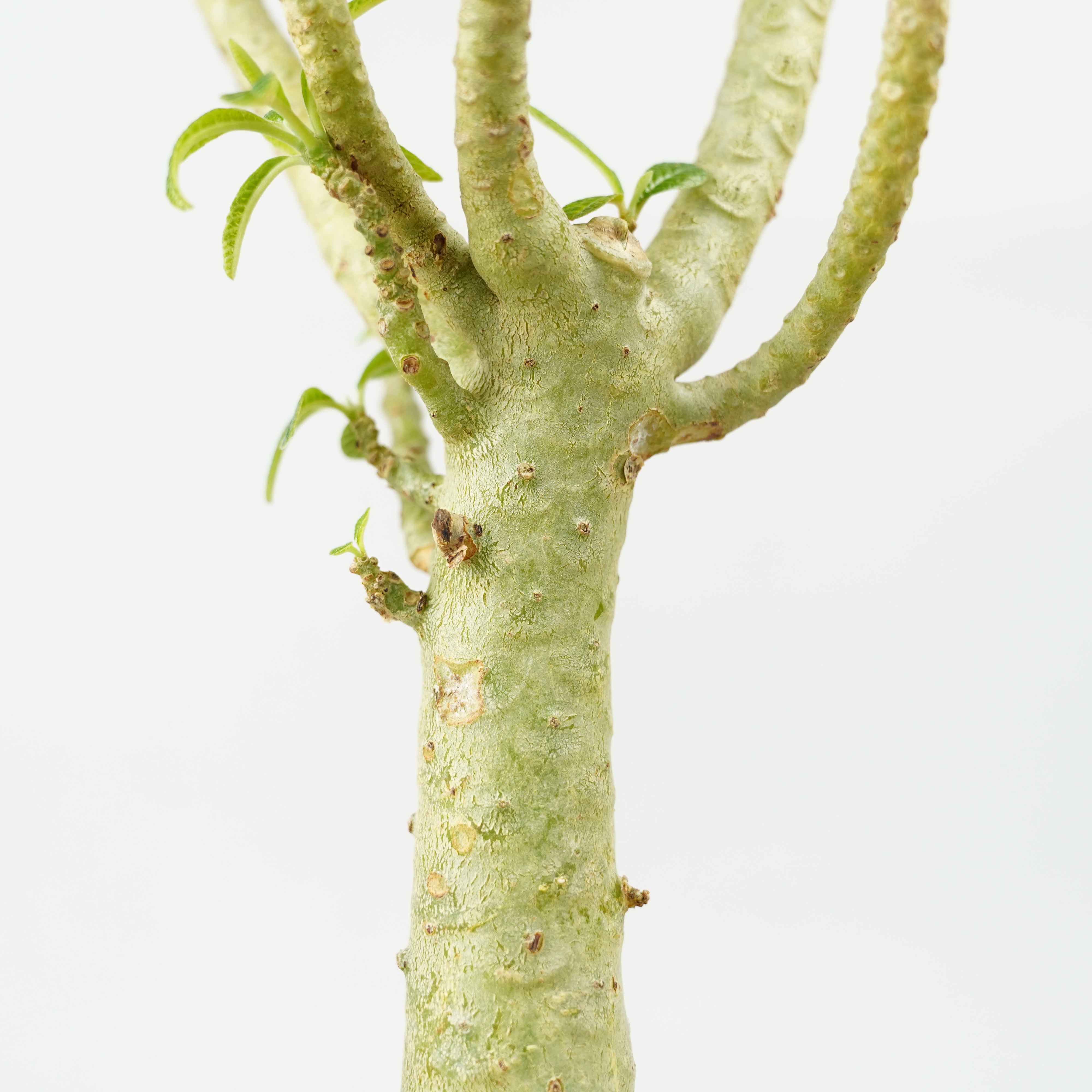 ドルステニア　ギガス ドルステニア ギガス 入荷しました！ とっても大きくなるギガス