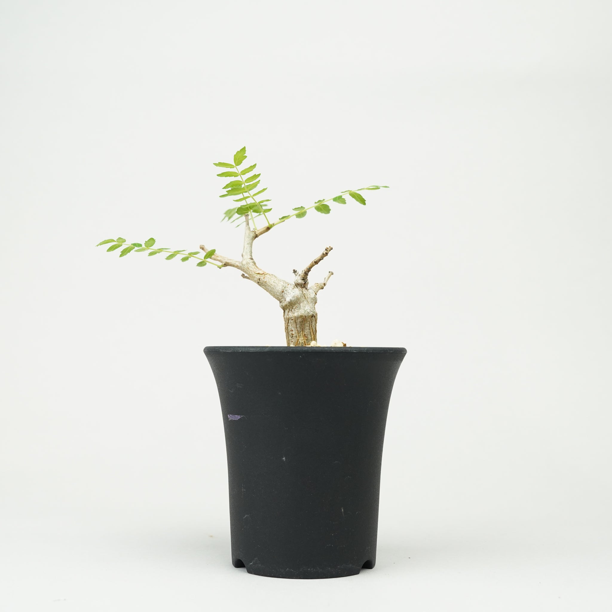ボスウェリア・ネグレクタ 実生「Boswellia neglecta seedling」/ET1272