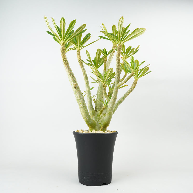 ドルステニア・ギガス 「Dorstenia gigas」/DL288