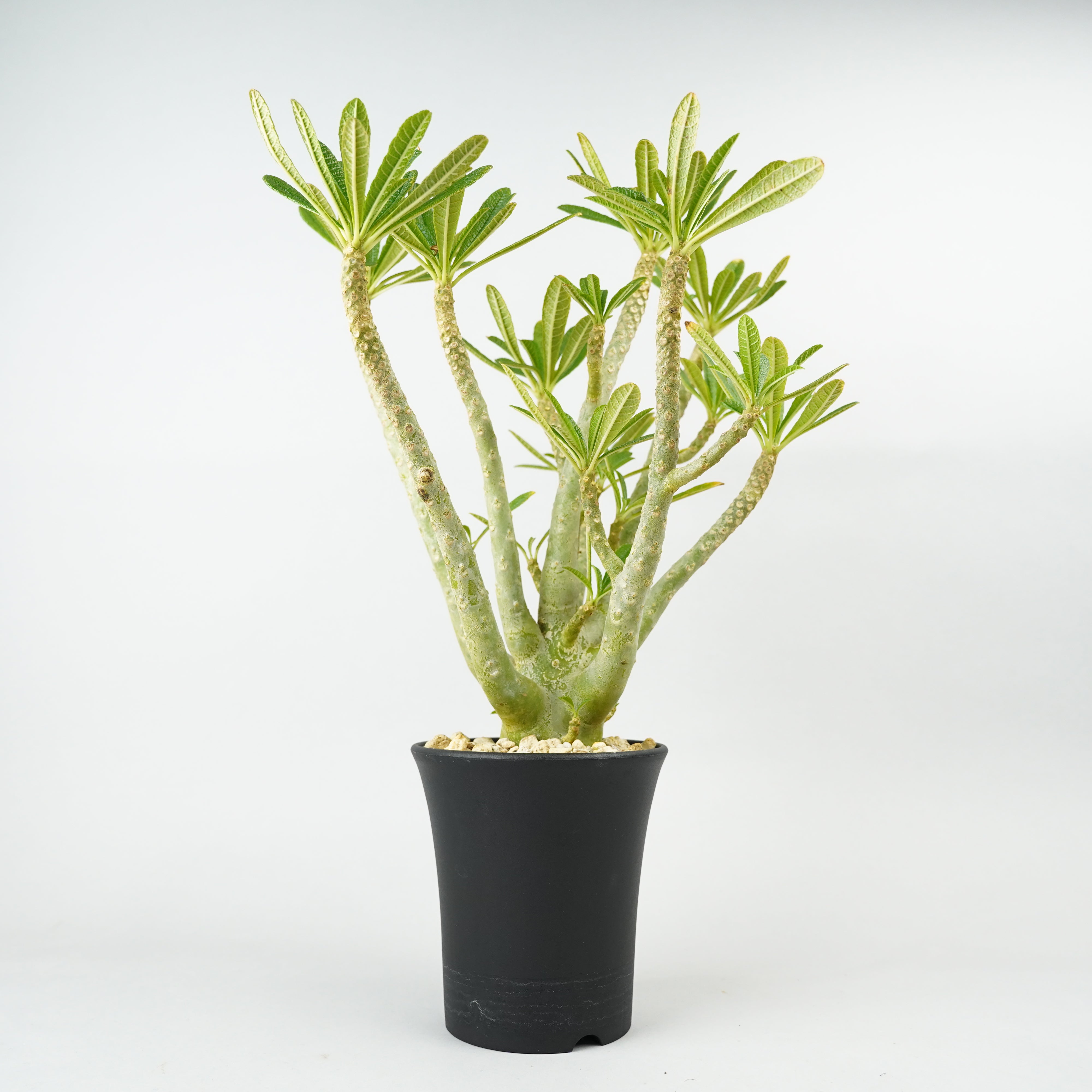 ギガス – Hachi-8