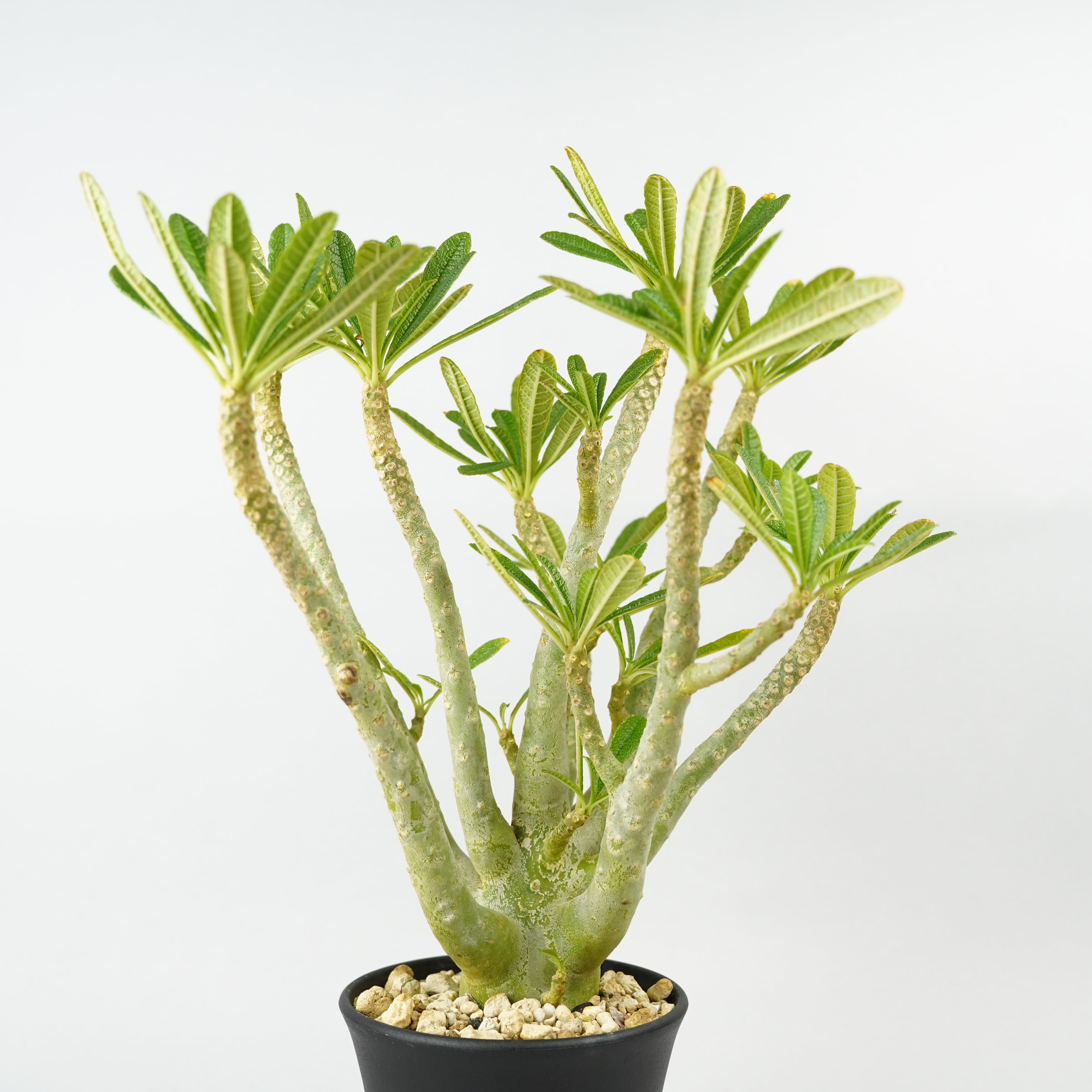 ドルステニア ギガス HACHI-8公式】ドルステニア・ギガス「Dorstenia gigas」/DL0195