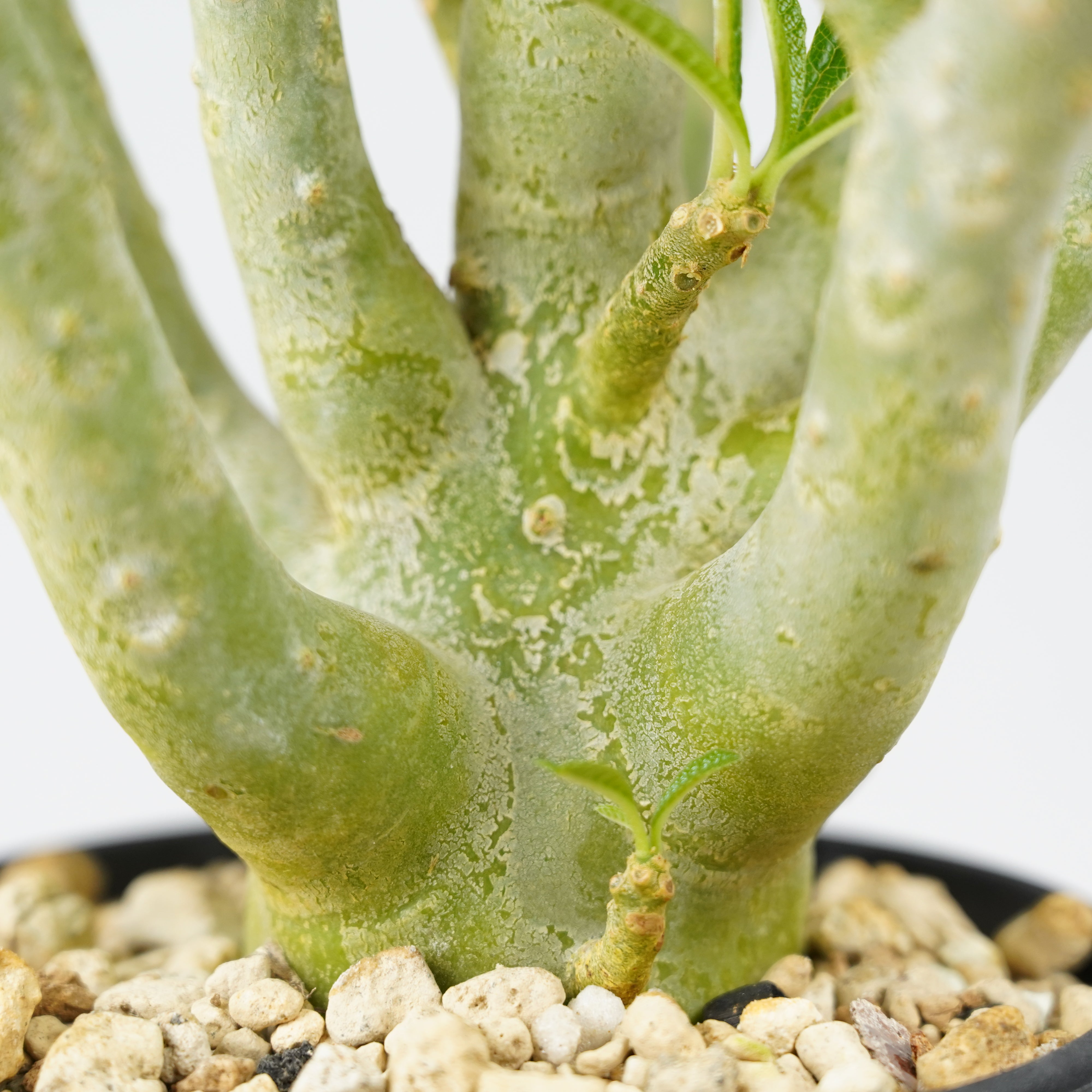 ドルステニア ギガス HACHI-8公式】ドルステニア・ギガス「Dorstenia gigas」/DL0195