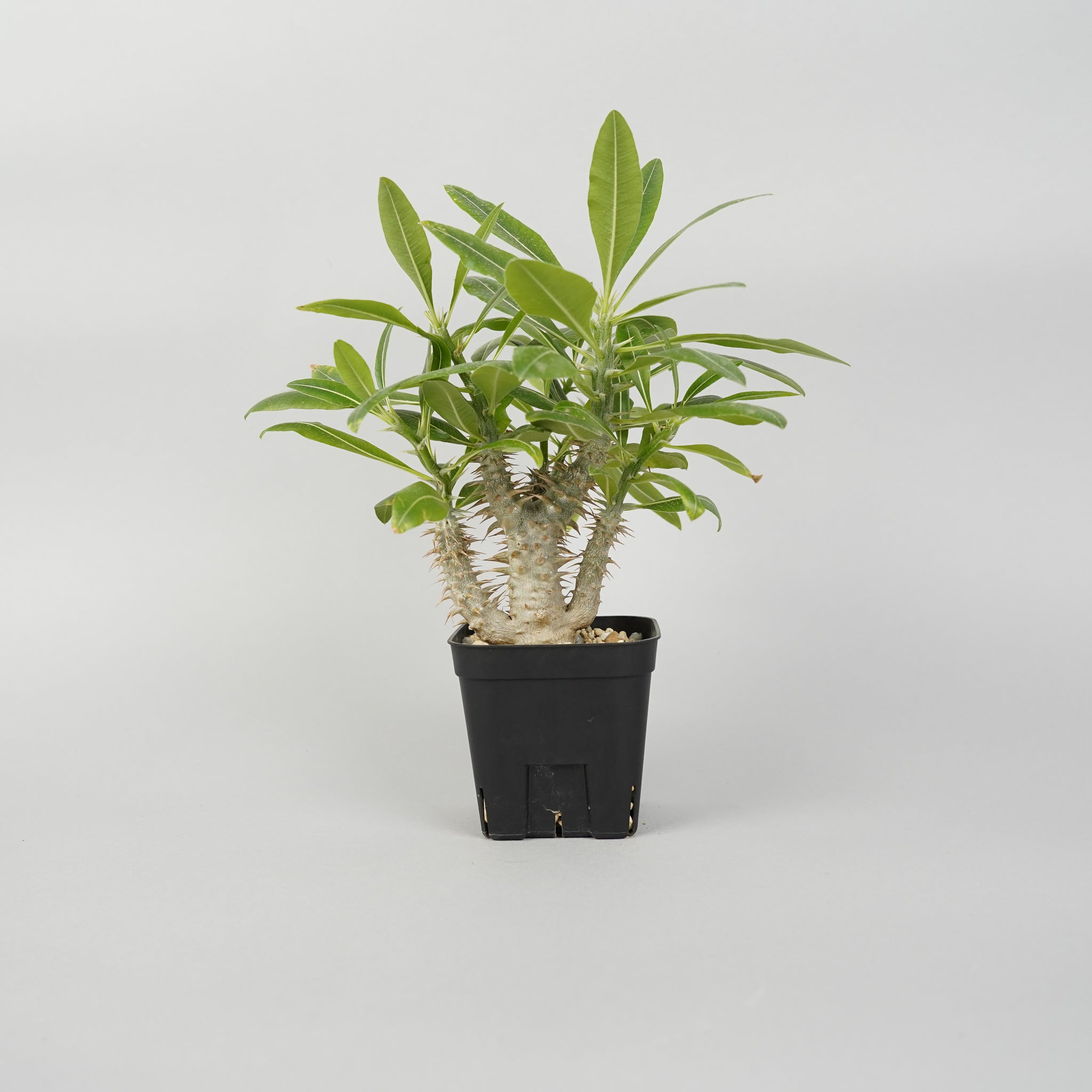 パキポディウム ホロンべンセ　Pachypodium horombense/PA0011