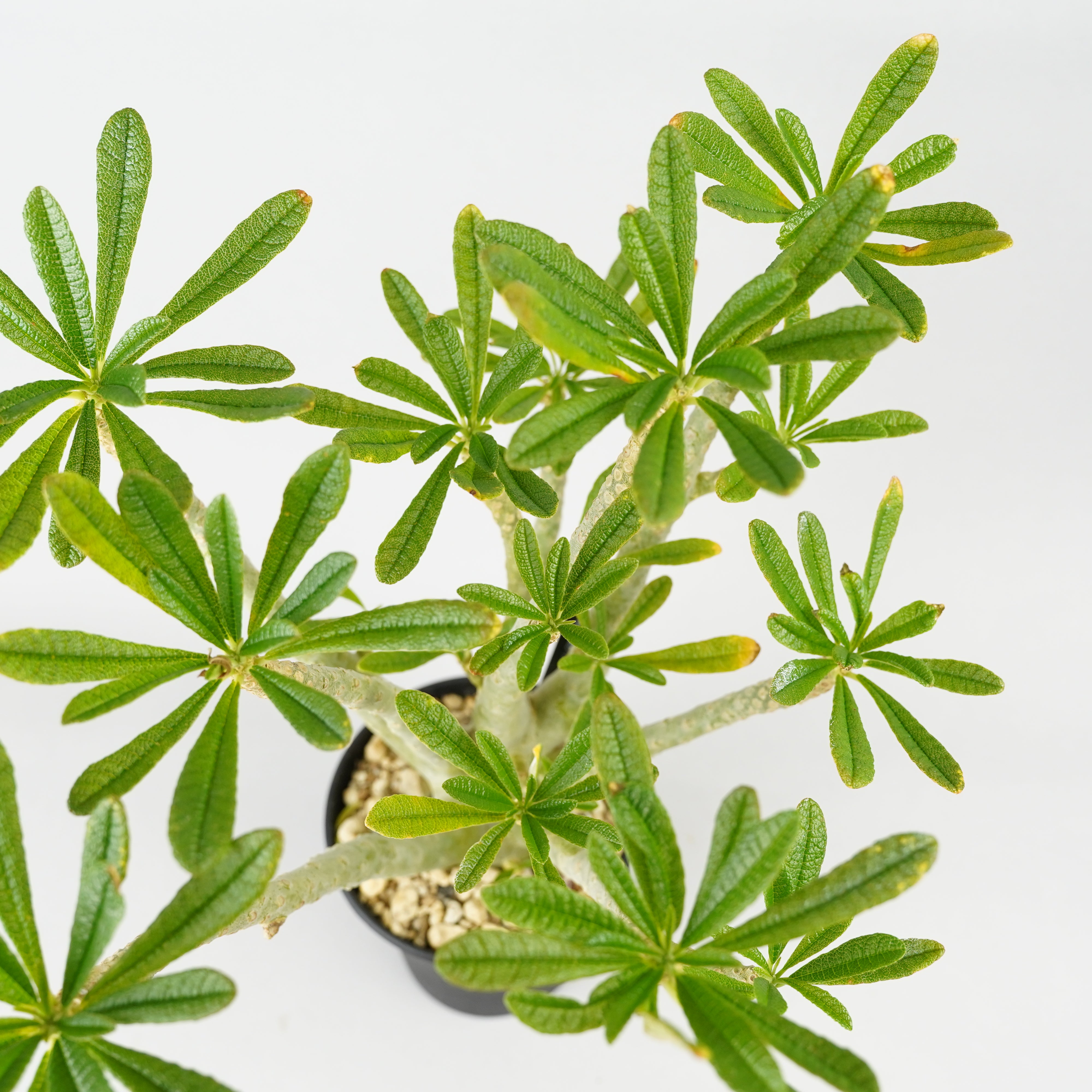 HACHI-8公式】ドルステニア・ギガス「Dorstenia gigas」/DL0195 – Hachi-8