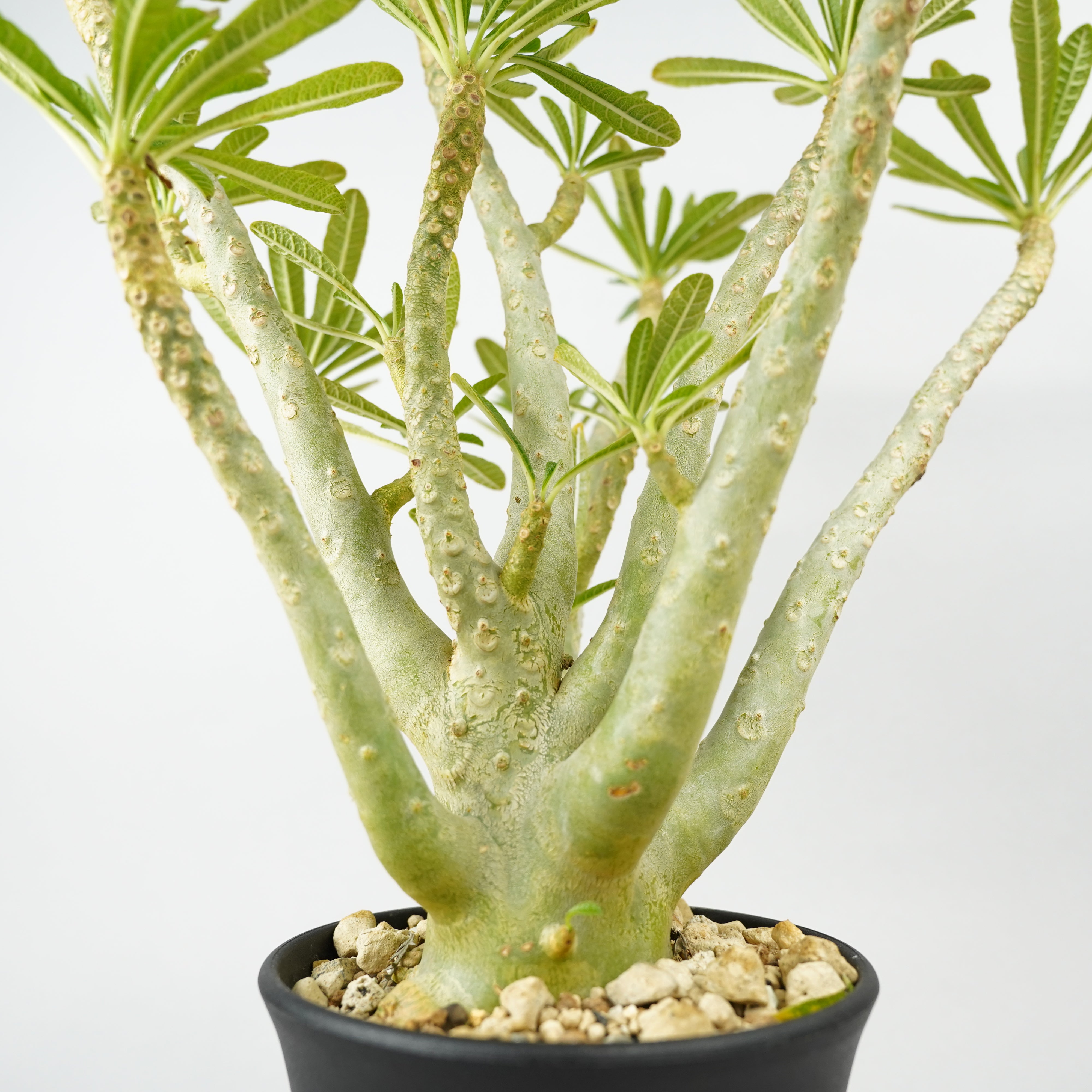 ドルステニア ギガス HACHI-8公式】ドルステニア・ギガス「Dorstenia gigas」/DL0195