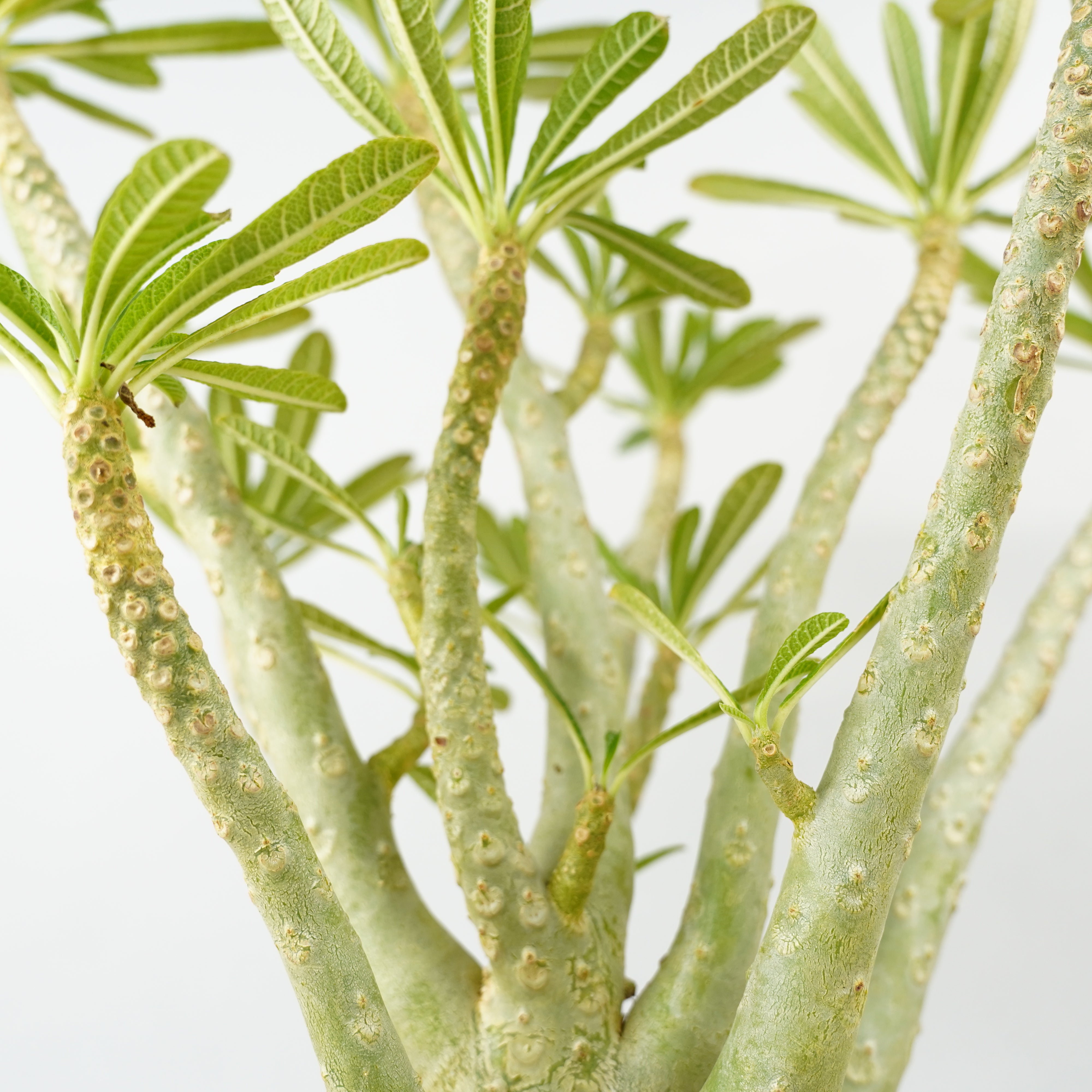 HACHI-8公式】ドルステニア・ギガス「Dorstenia gigas」/DL0195