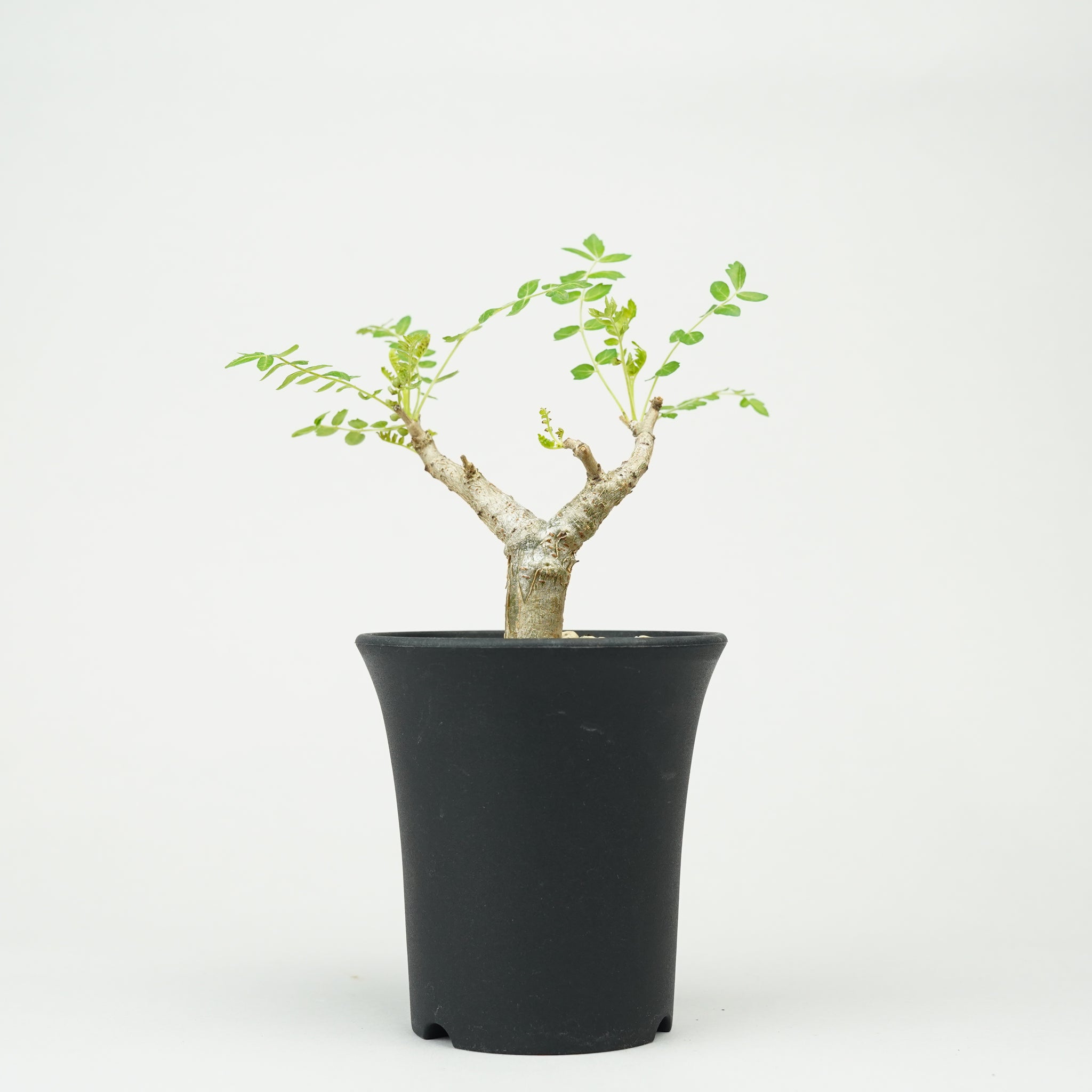 ボスウェリア・ネグレクタ 実生「Boswellia neglecta seedling」/ET1249