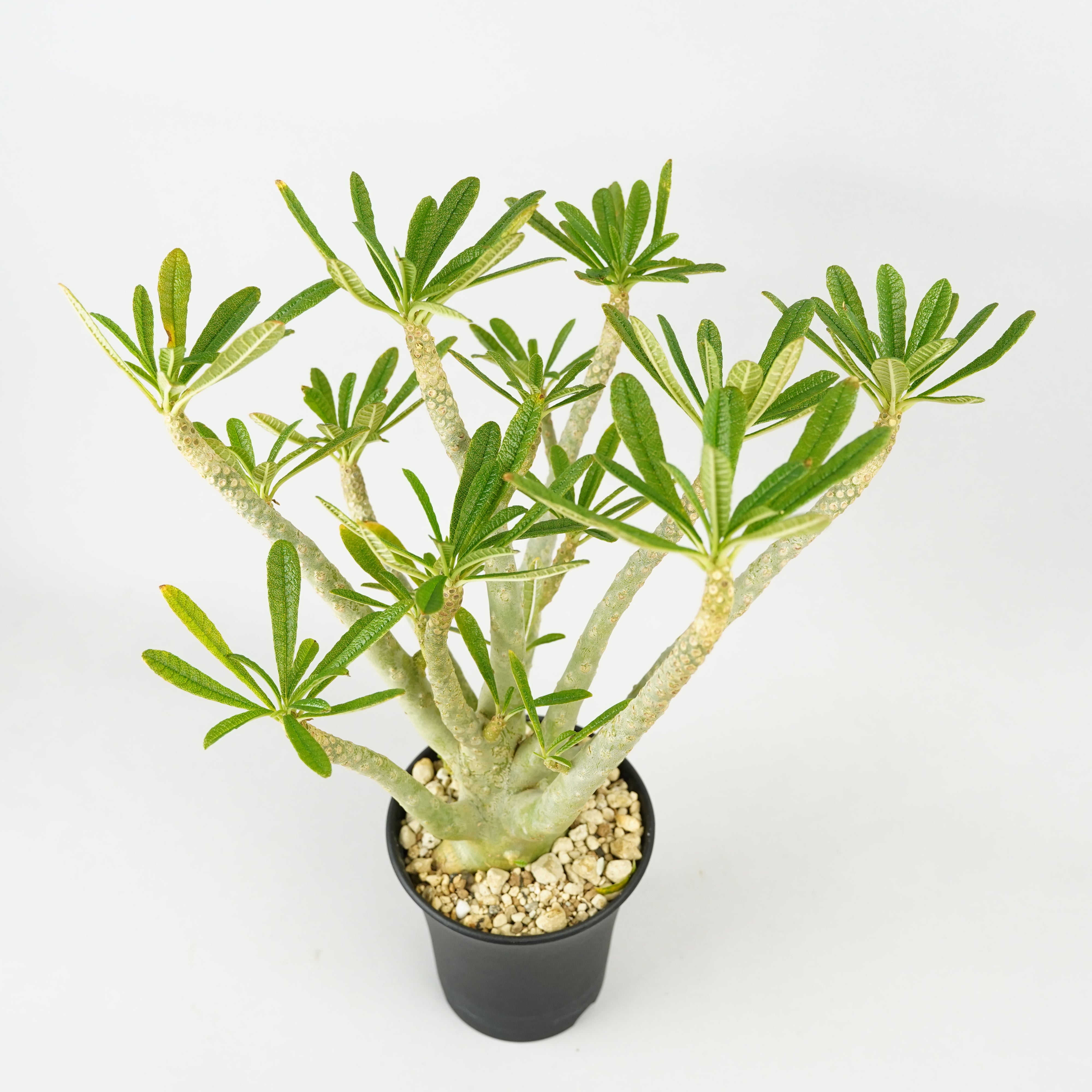 HACHI-8公式】ドルステニア・ギガス「Dorstenia gigas」/DL0195