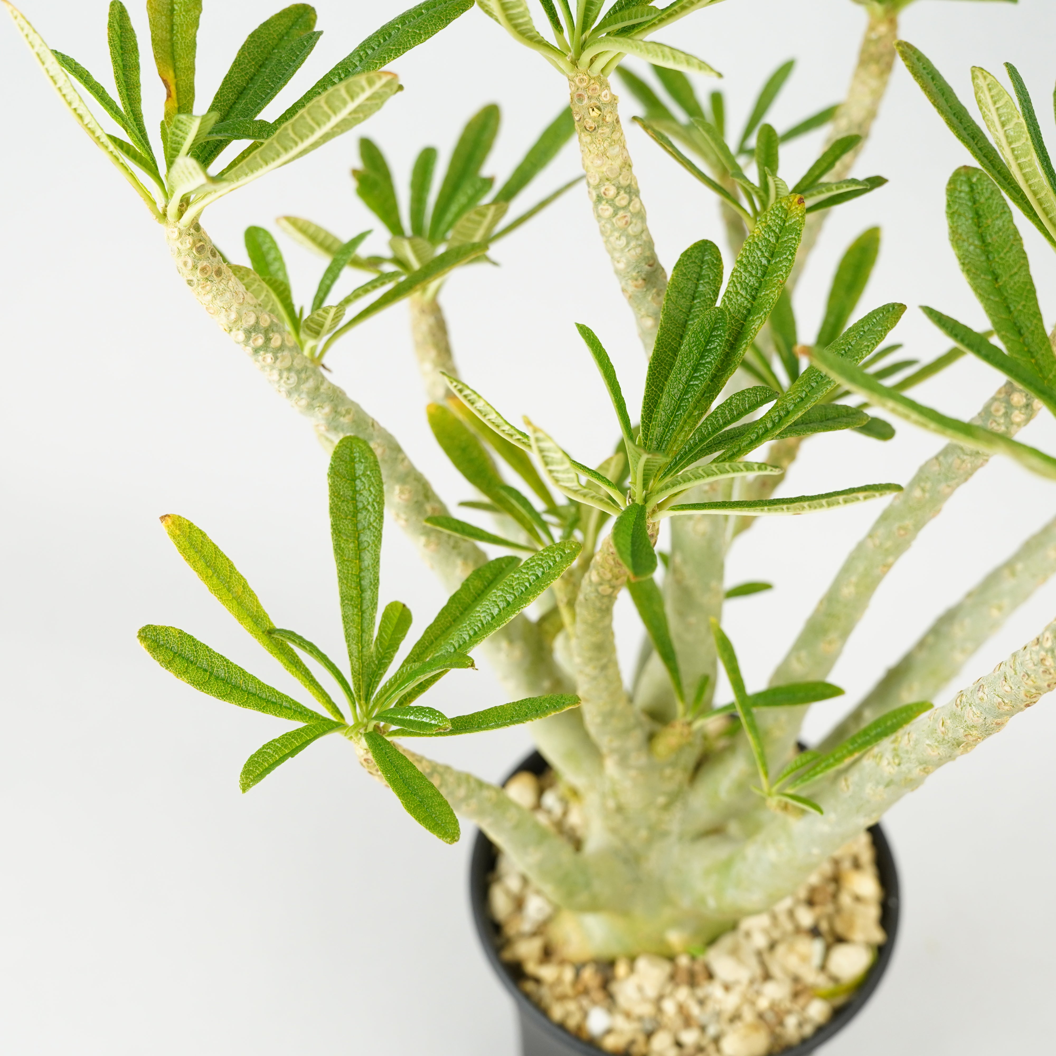 HACHI-8公式】ドルステニア・ギガス「Dorstenia gigas」/DL0195 – Hachi-8