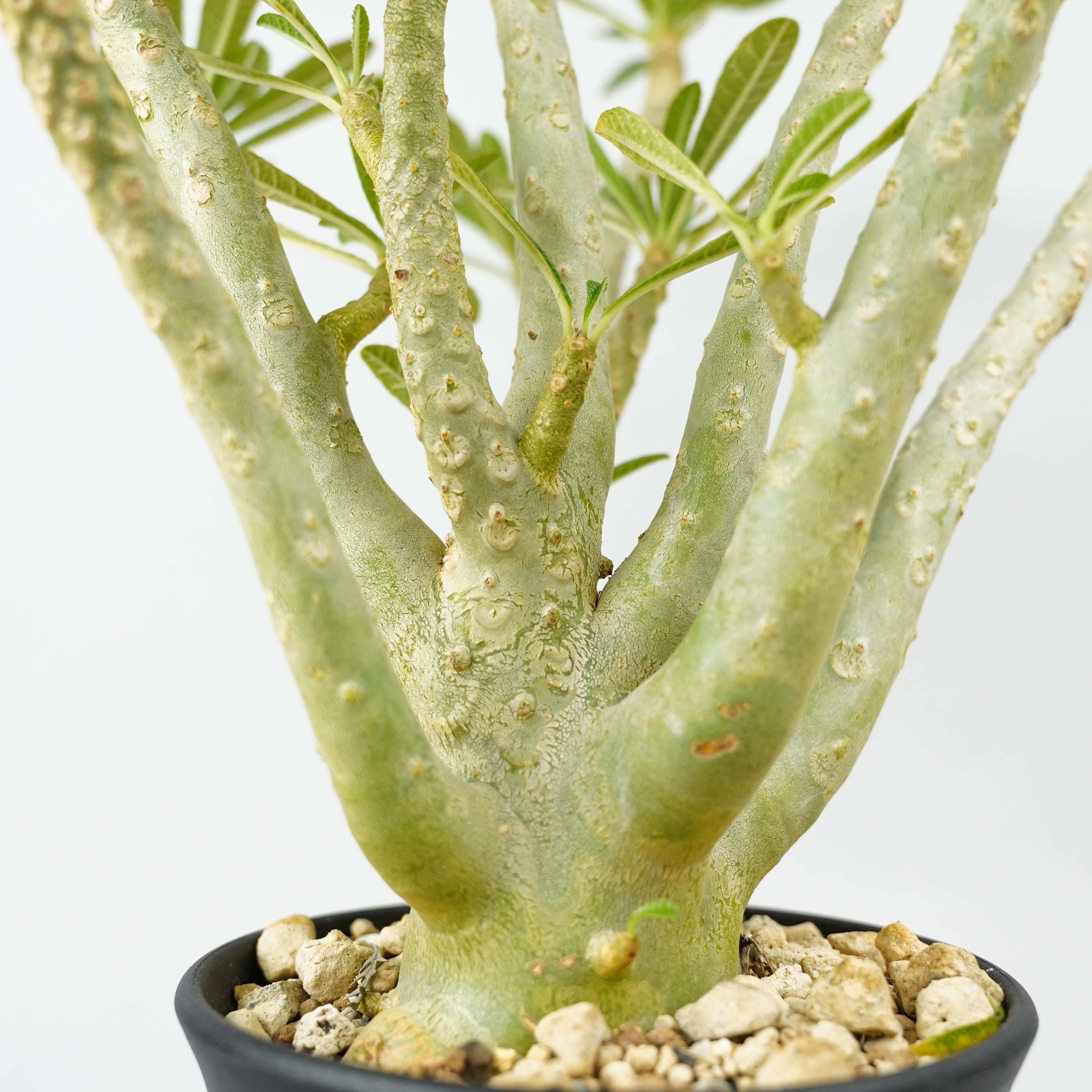 超超希少種】 ドルステニア ギガス 種子 50粒 超超希少種