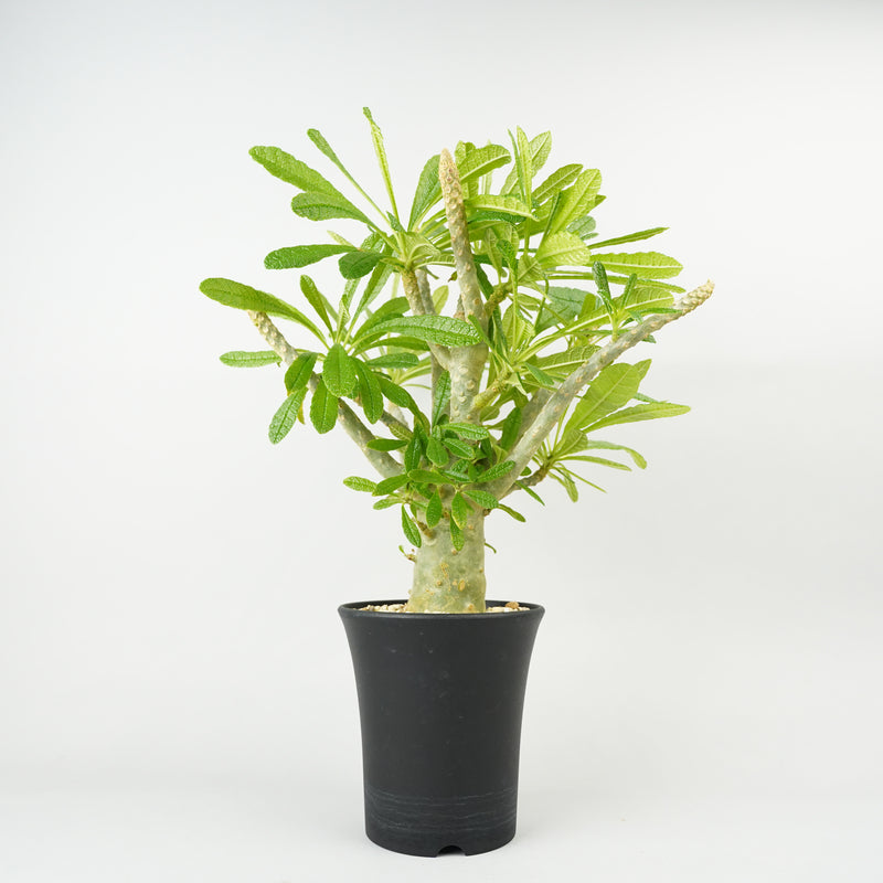 ドルステニア・ギガス「Dorstenia gigas」/DL232