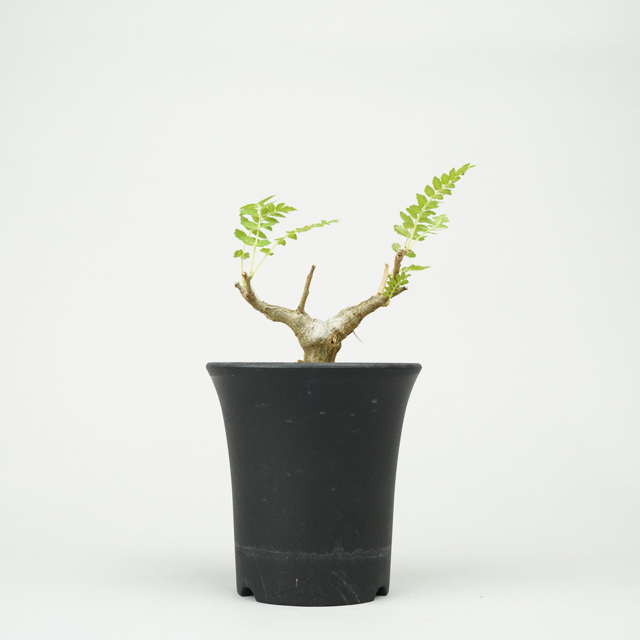 ボスウェリア・ネグレクタ 実生「Boswellia neglecta seedling」/ET1153
