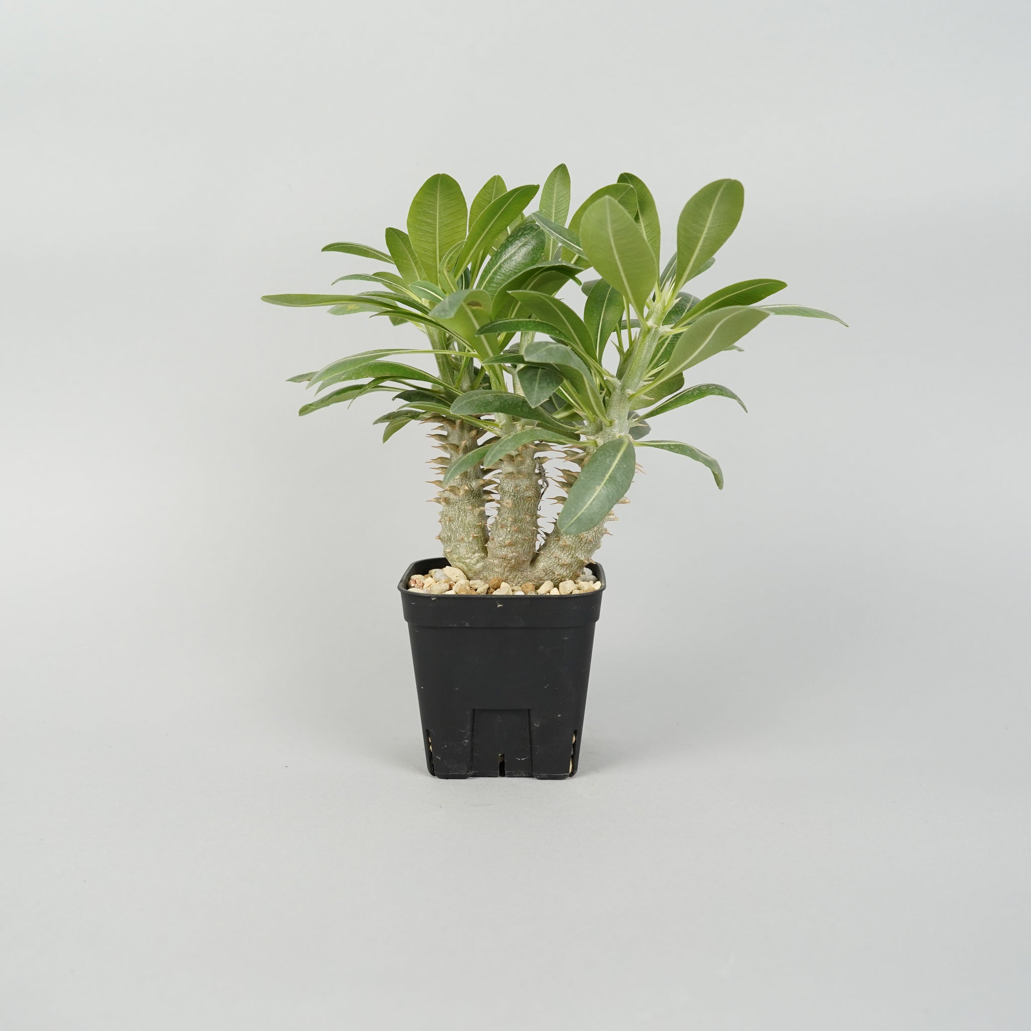 パキポディウム ホロンべンセ　Pachypodium horombense/PA0015