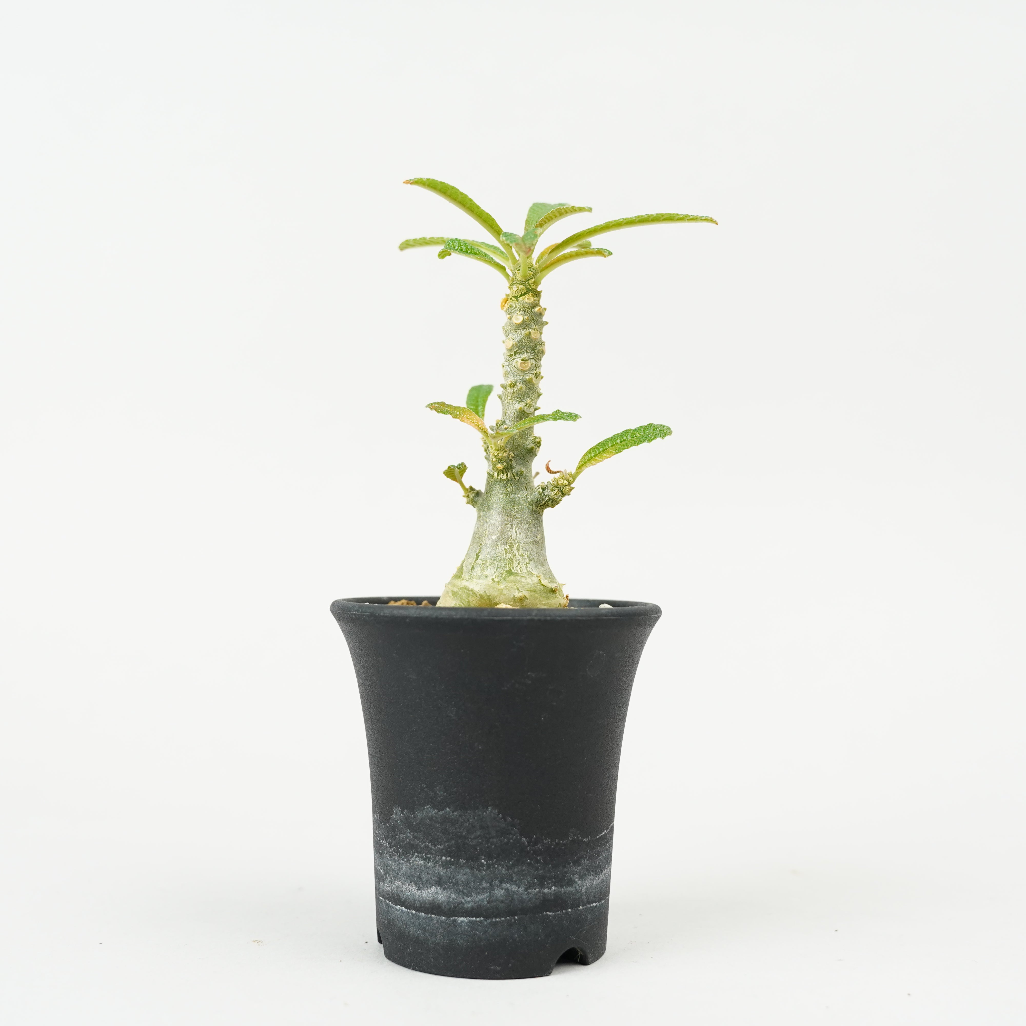 植物/ギガス – Hachi-8