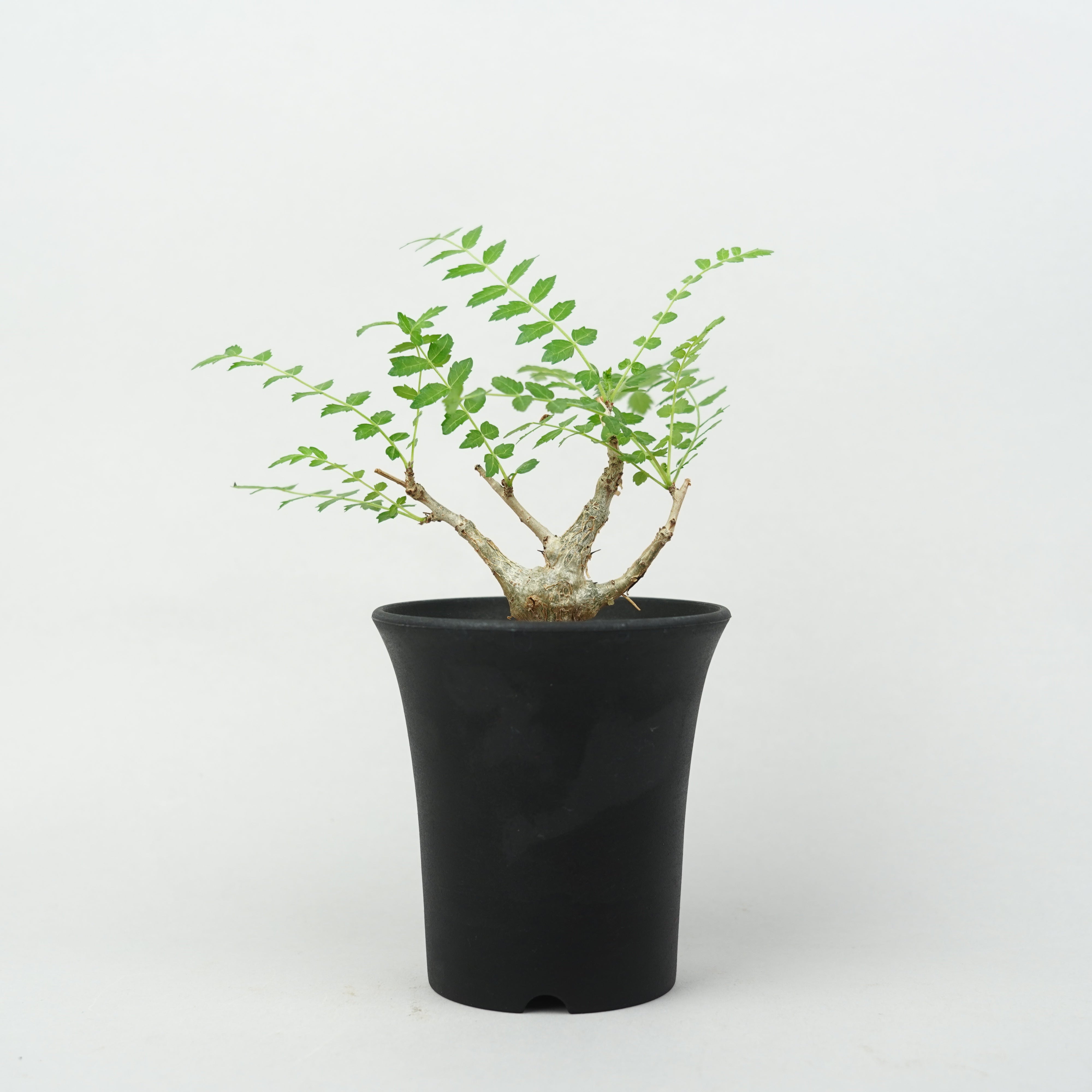 植物/灌木/ボスウェリア – Hachi-8