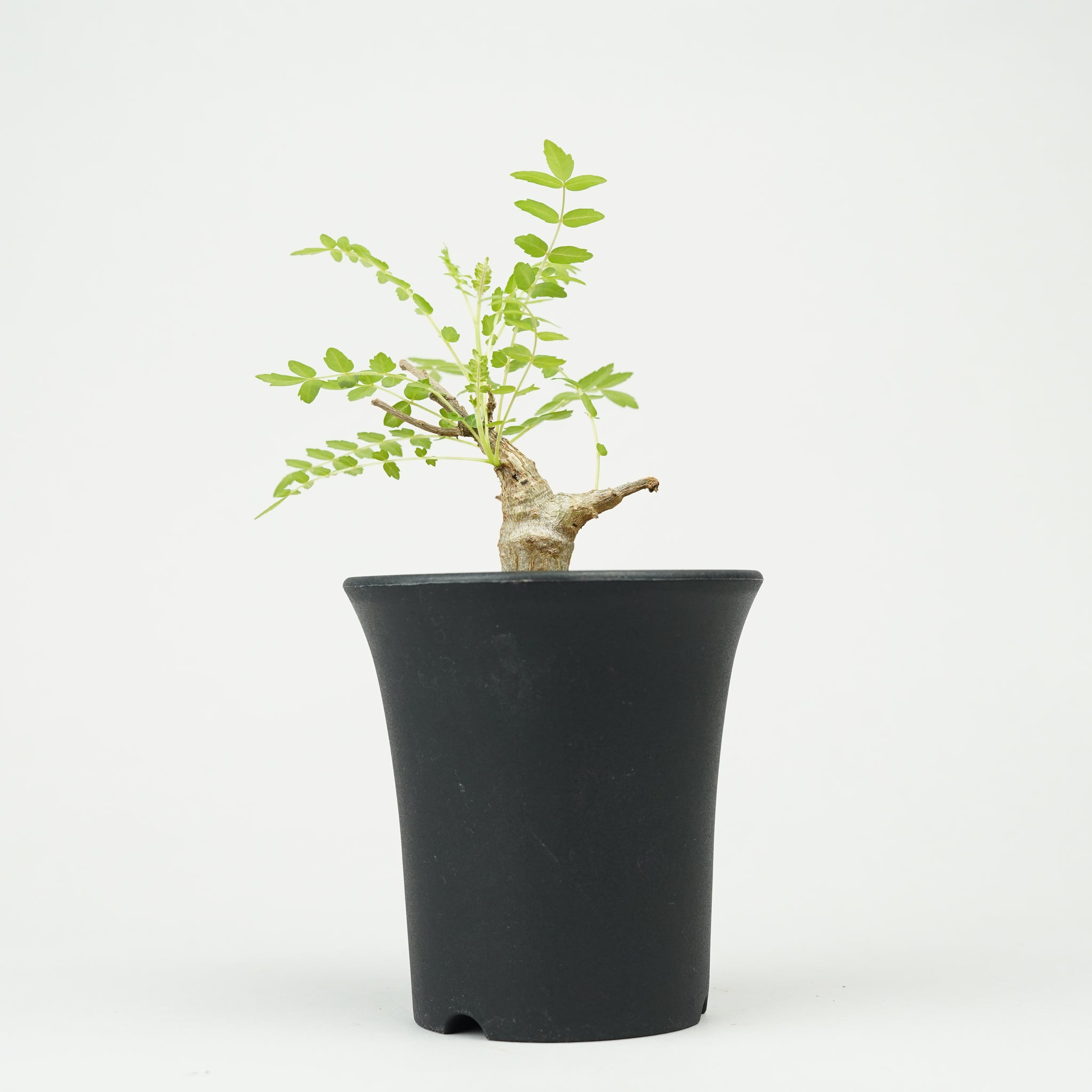 ボスウェリア・ネグレクタ 実生「Boswellia neglecta seedling」/ET1209