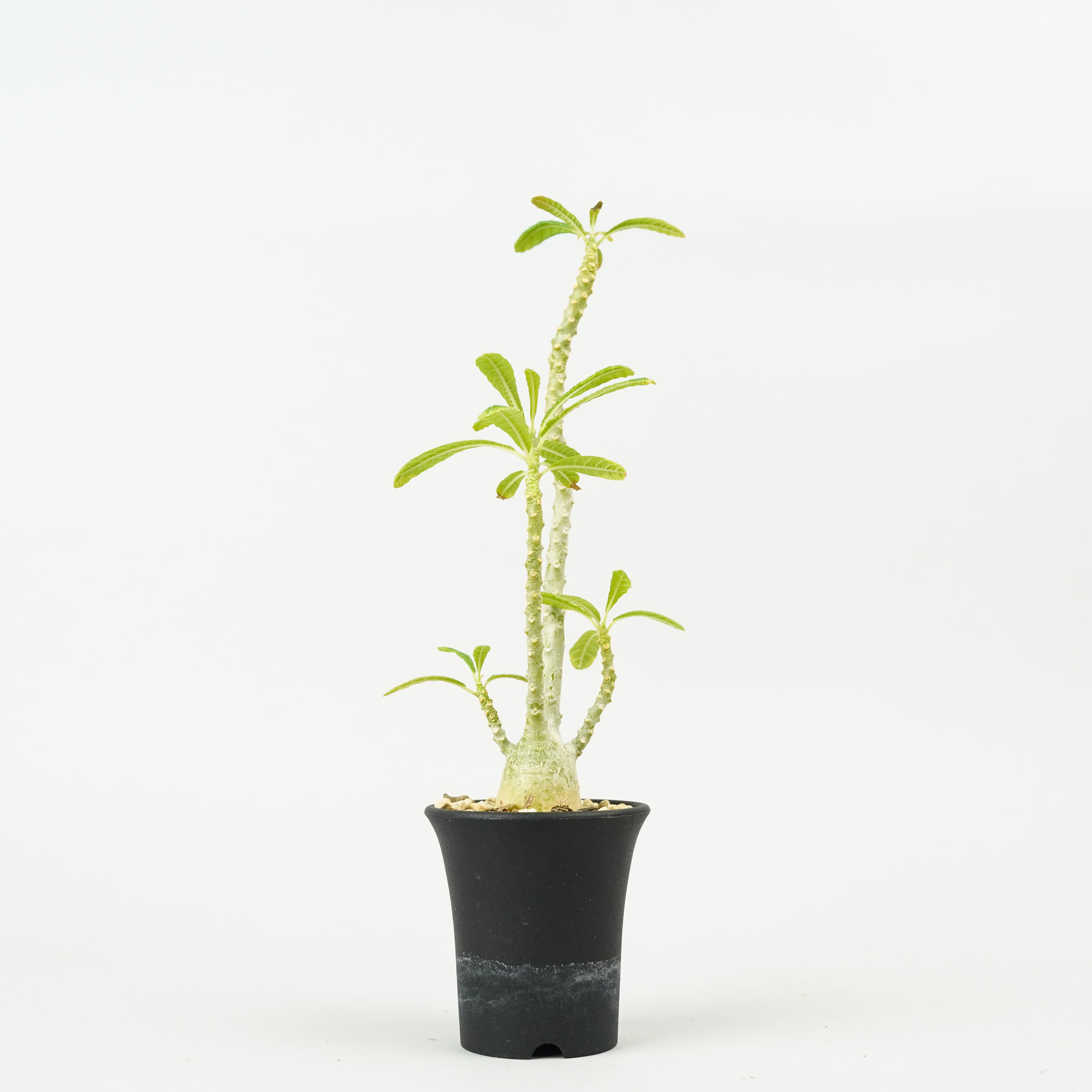 植物/ギガス – Hachi-8