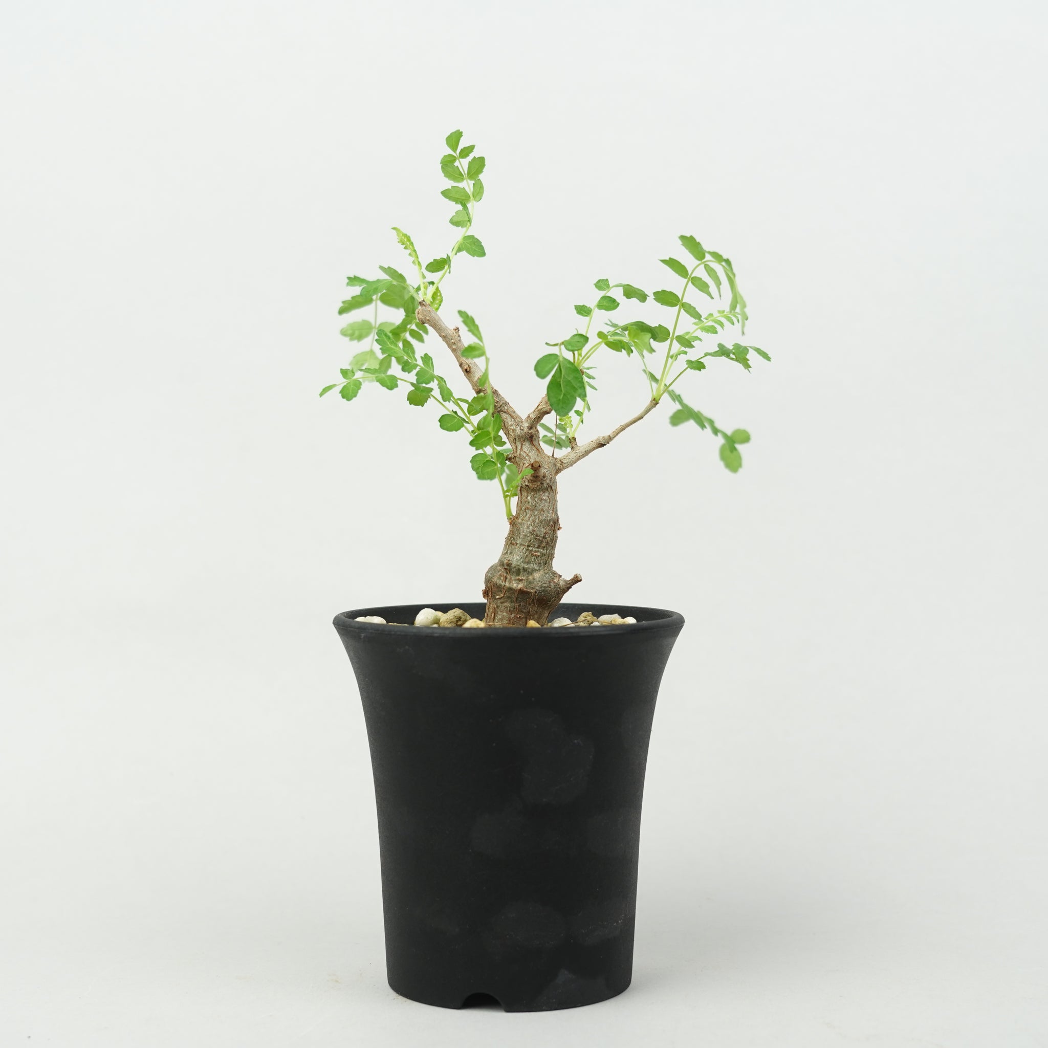 植物/ネグレクタ – Hachi-8