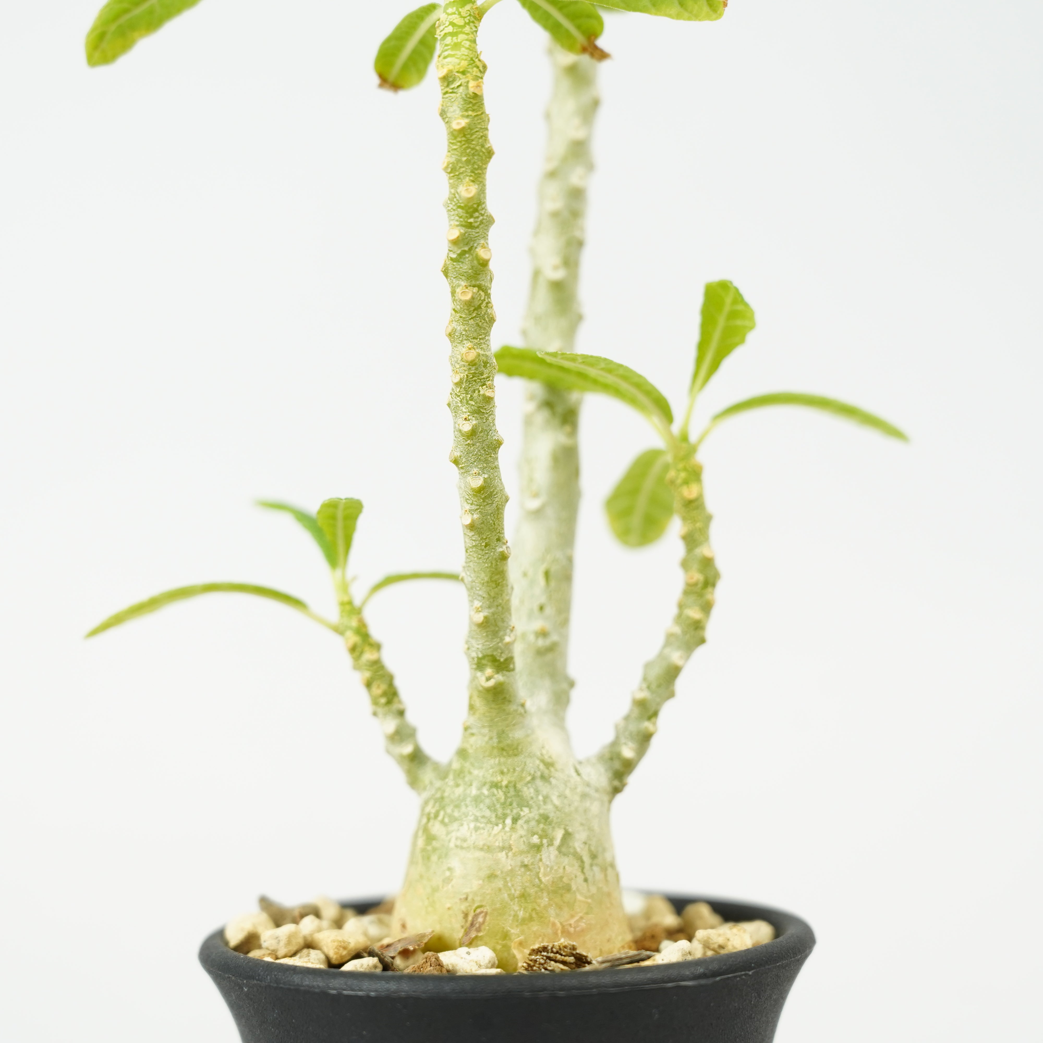 HACHI-8公式】ドルステニア・ギガス「Dorstenia gigas」/DL0195 – Hachi-8