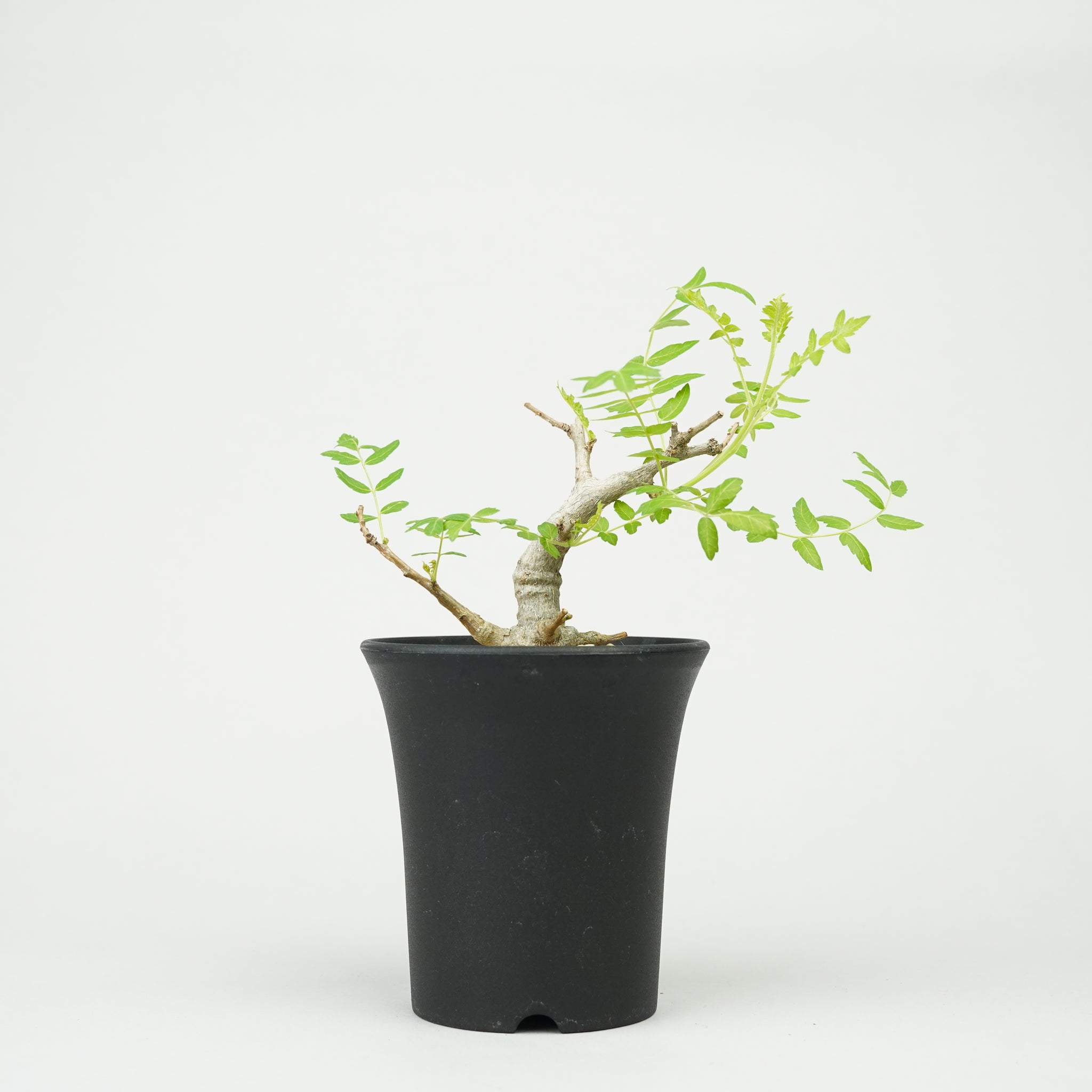 ボスウェリア・ネグレクタ 実生「Boswellia neglecta seedling」/ET1273
