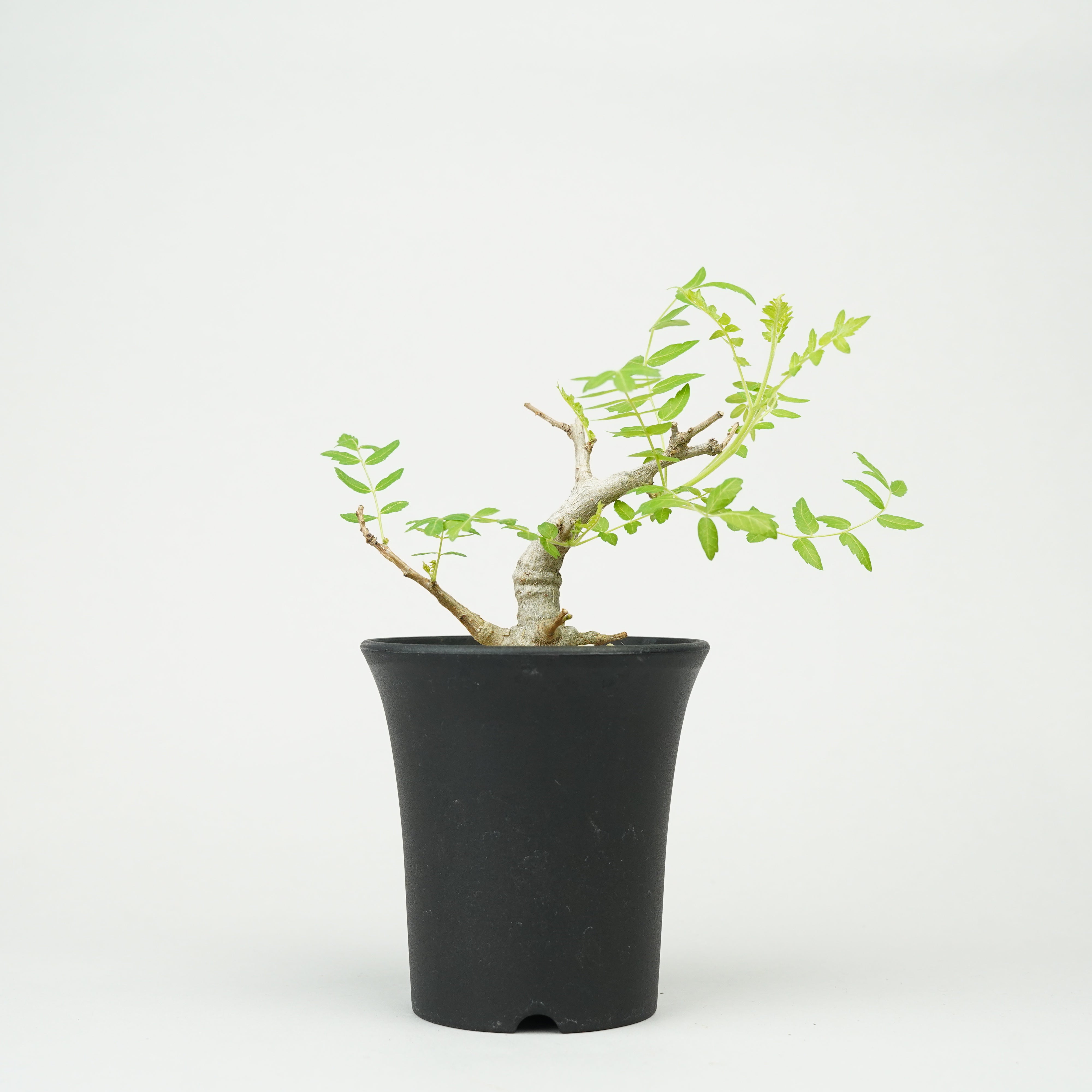 その他観葉植物 Nao Amazon｜[ miipas/丸木型コースター付 ] ポトス 観葉植物 本物