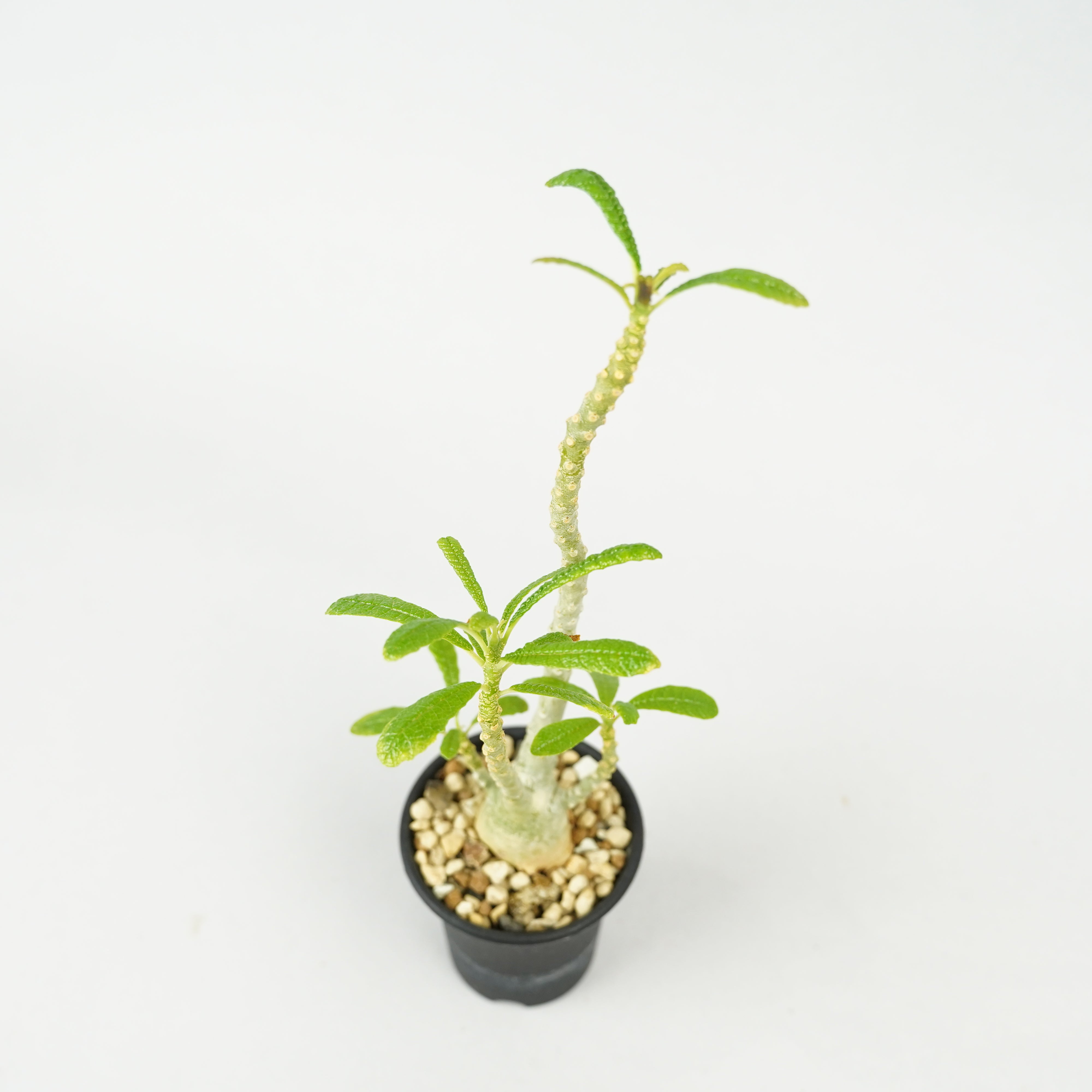 HACHI-8公式】ドルステニア・ギガス「Dorstenia gigas」/DL0195 – Hachi-8