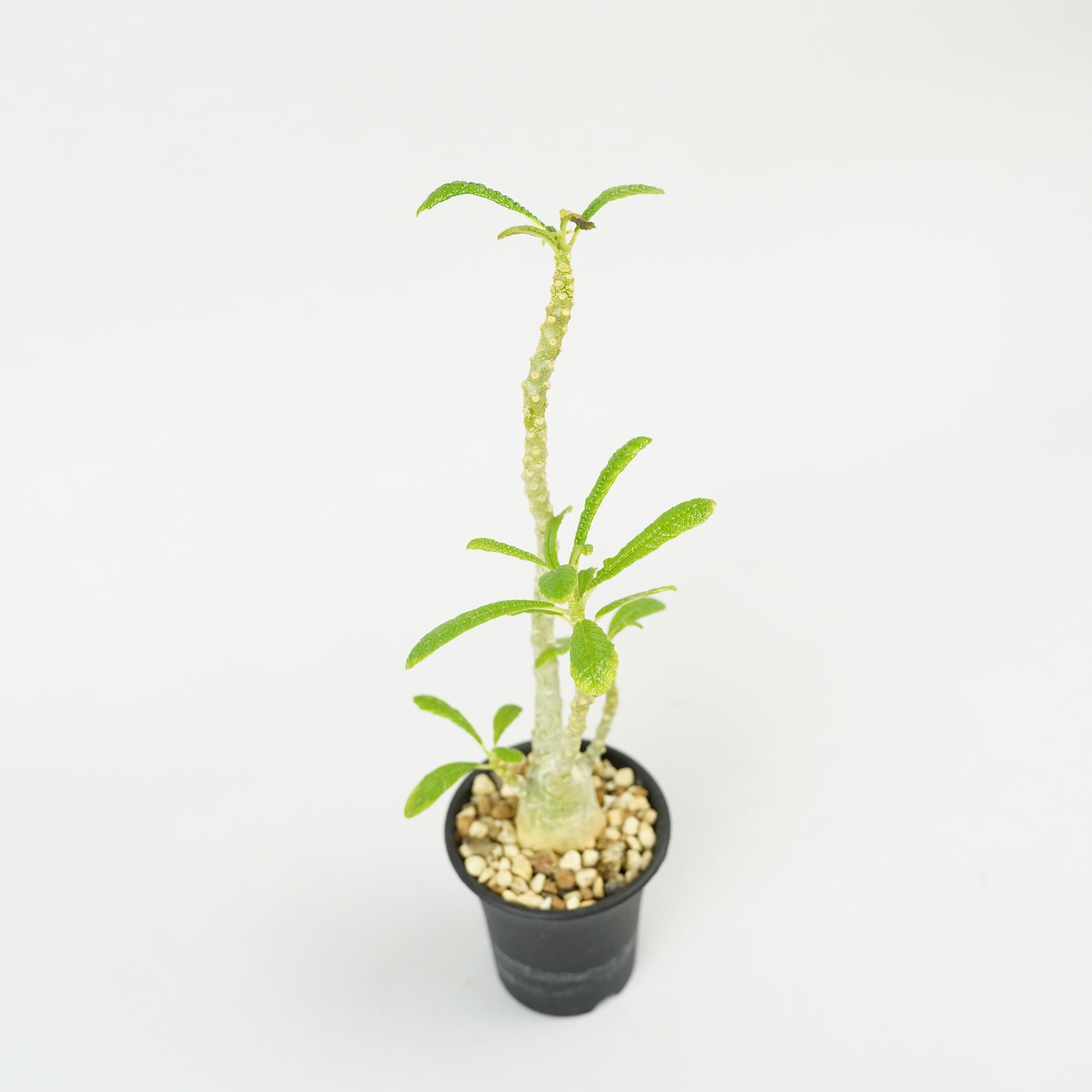 ドルステニア　ギガス HACHI-8公式】ドルステニア・ギガス「Dorstenia gigas」/DL0195