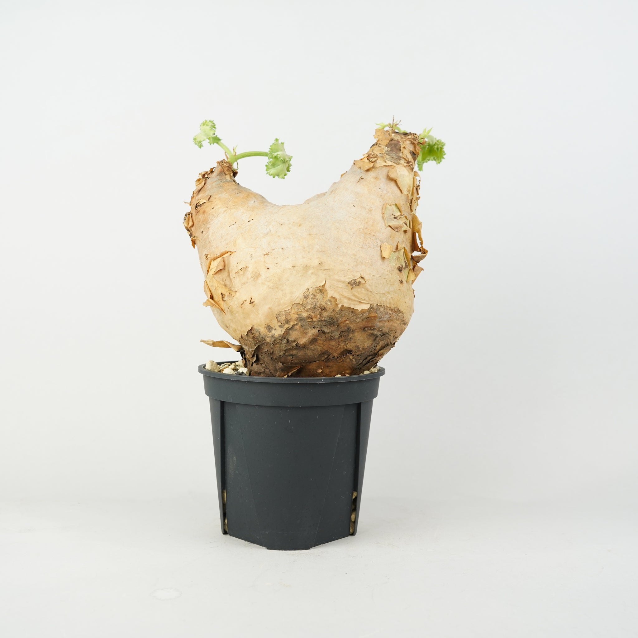 植物/希少植物etc/キフォステンマ – Hachi-8