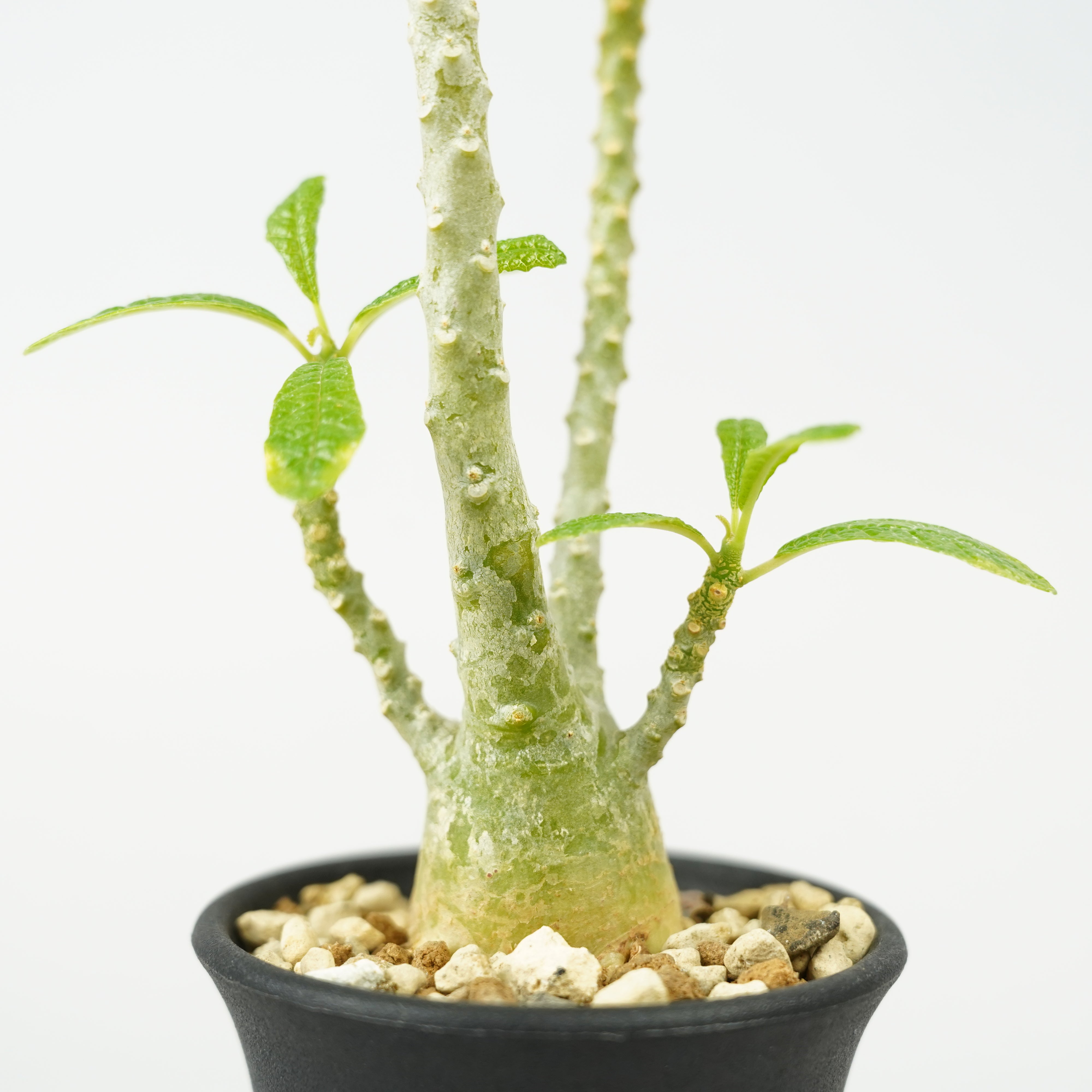 ドルステニア　ギガス HACHI-8公式】ドルステニア・ギガス「Dorstenia gigas」/DL0195