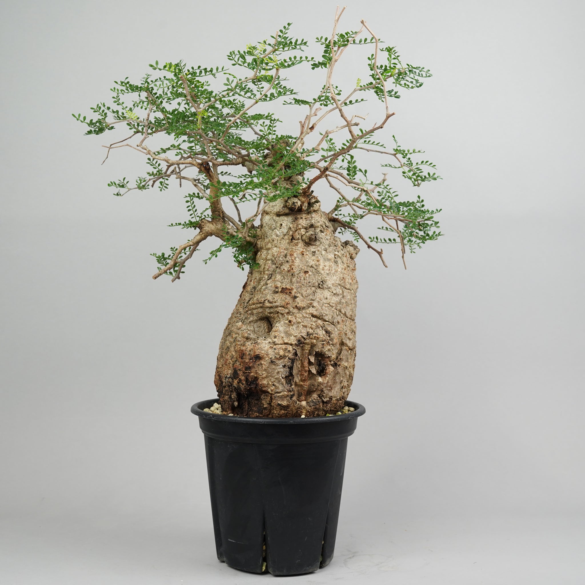 オペルクリカリアパキプス　Ｋ 本日パキプス4本オンラインにて販売します🤩 お楽しみに