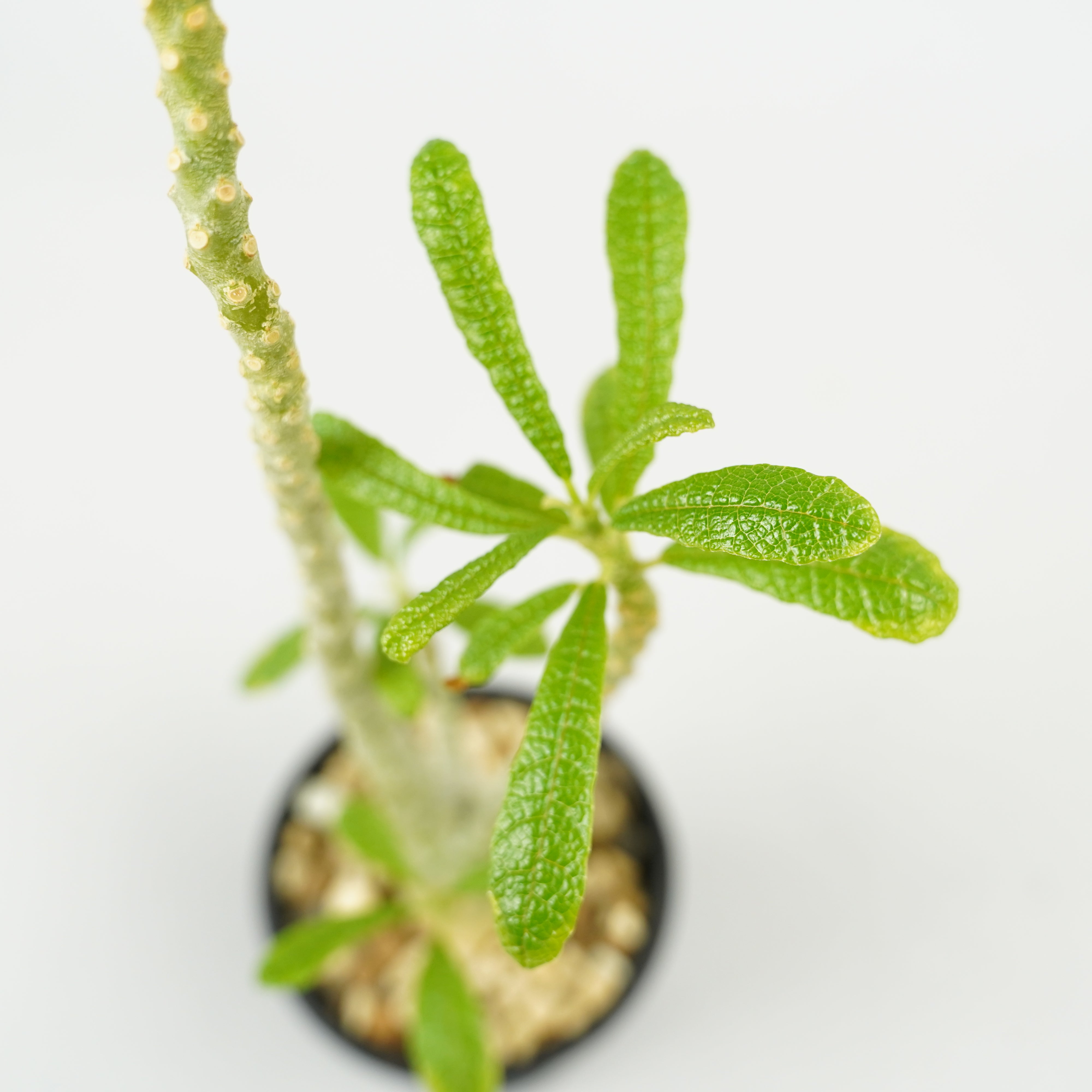 実生 ドルステニア ギガス (Dorstenia gigs) 現品限り】ドルステニア・ギガス 実生【AB54】 Dorstenia gigas