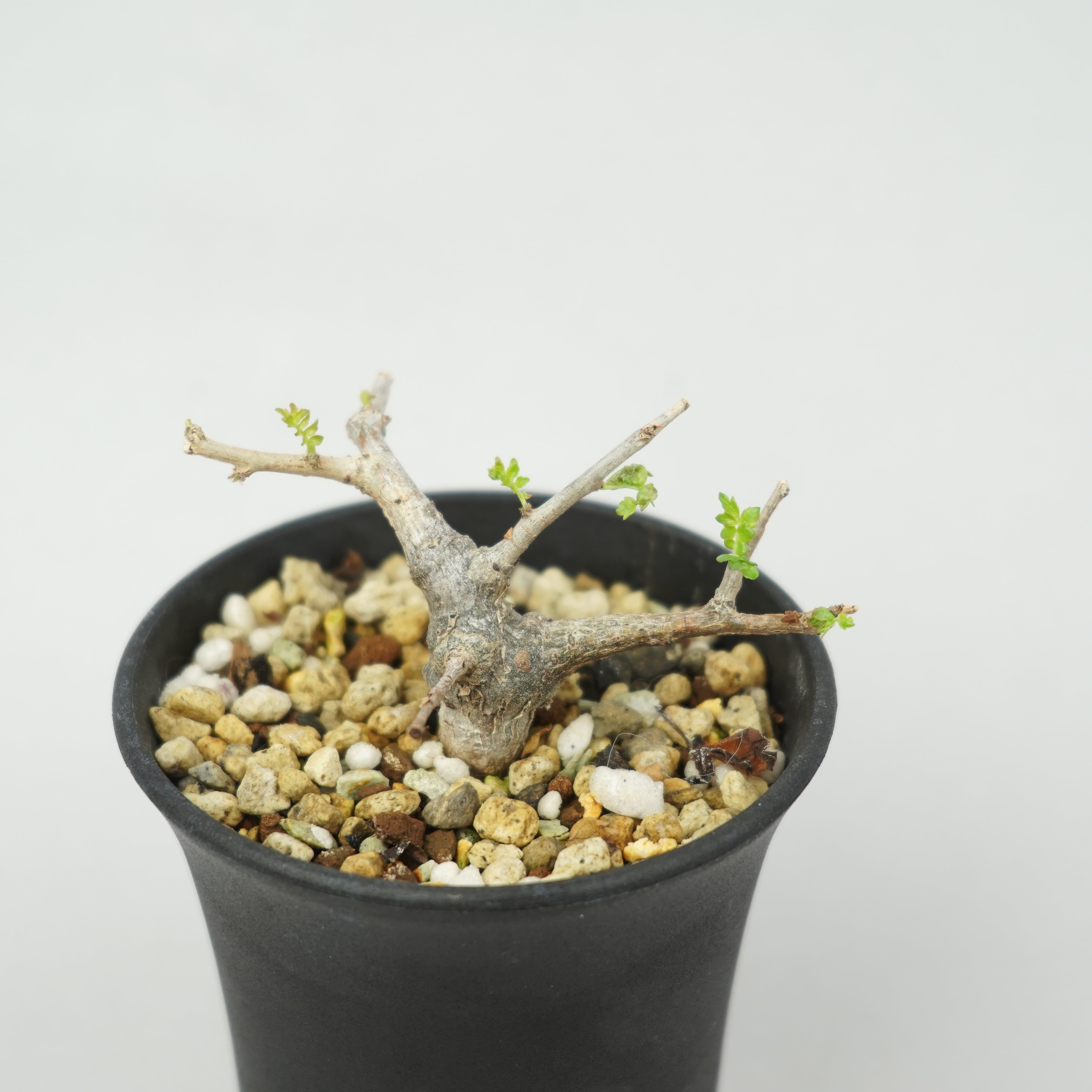 ボスウェリア・ネグレクタ 実生「Boswellia Neglecta seedling」/KB002